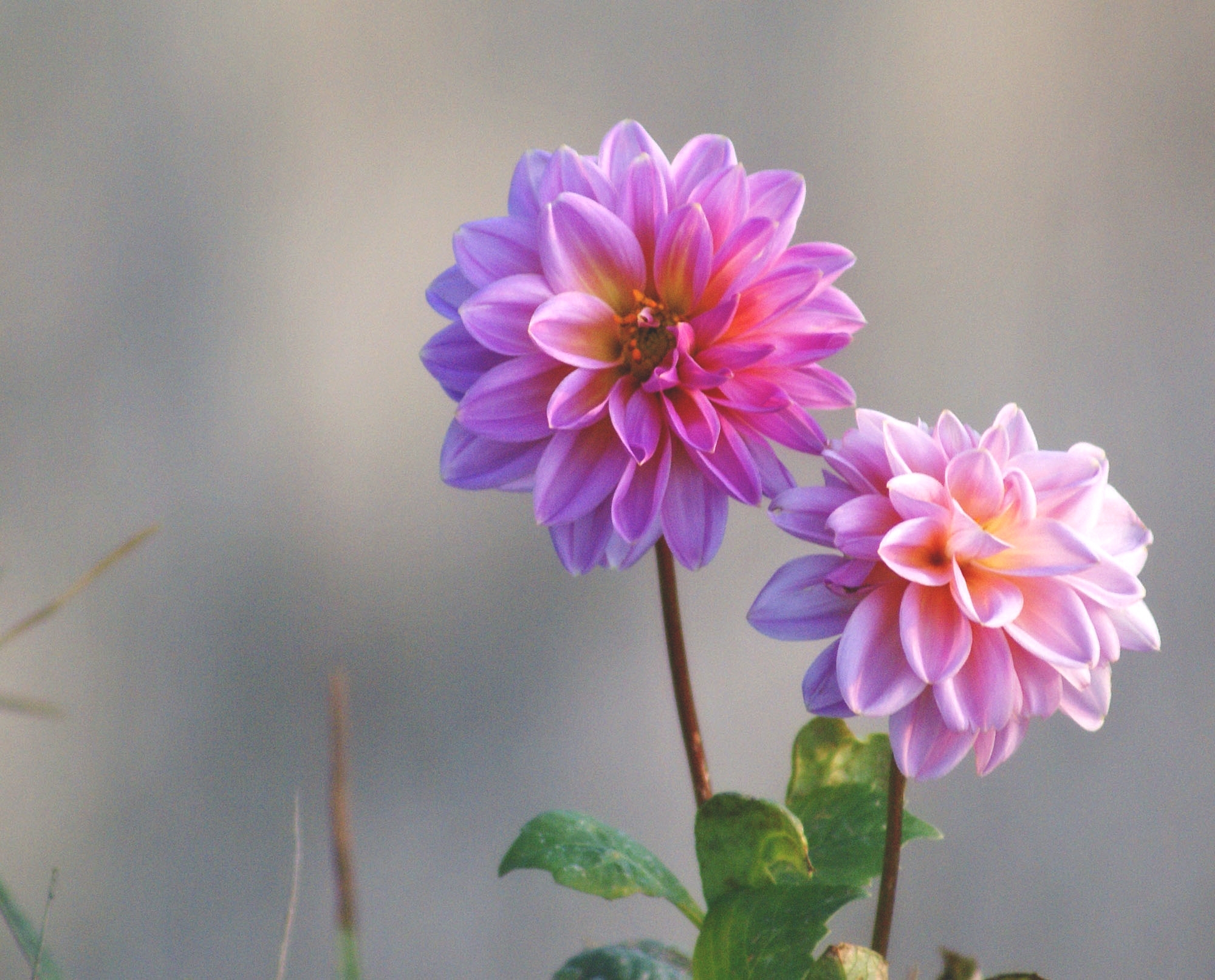 dahlias, blur, smooth, flowers, stems 8K
