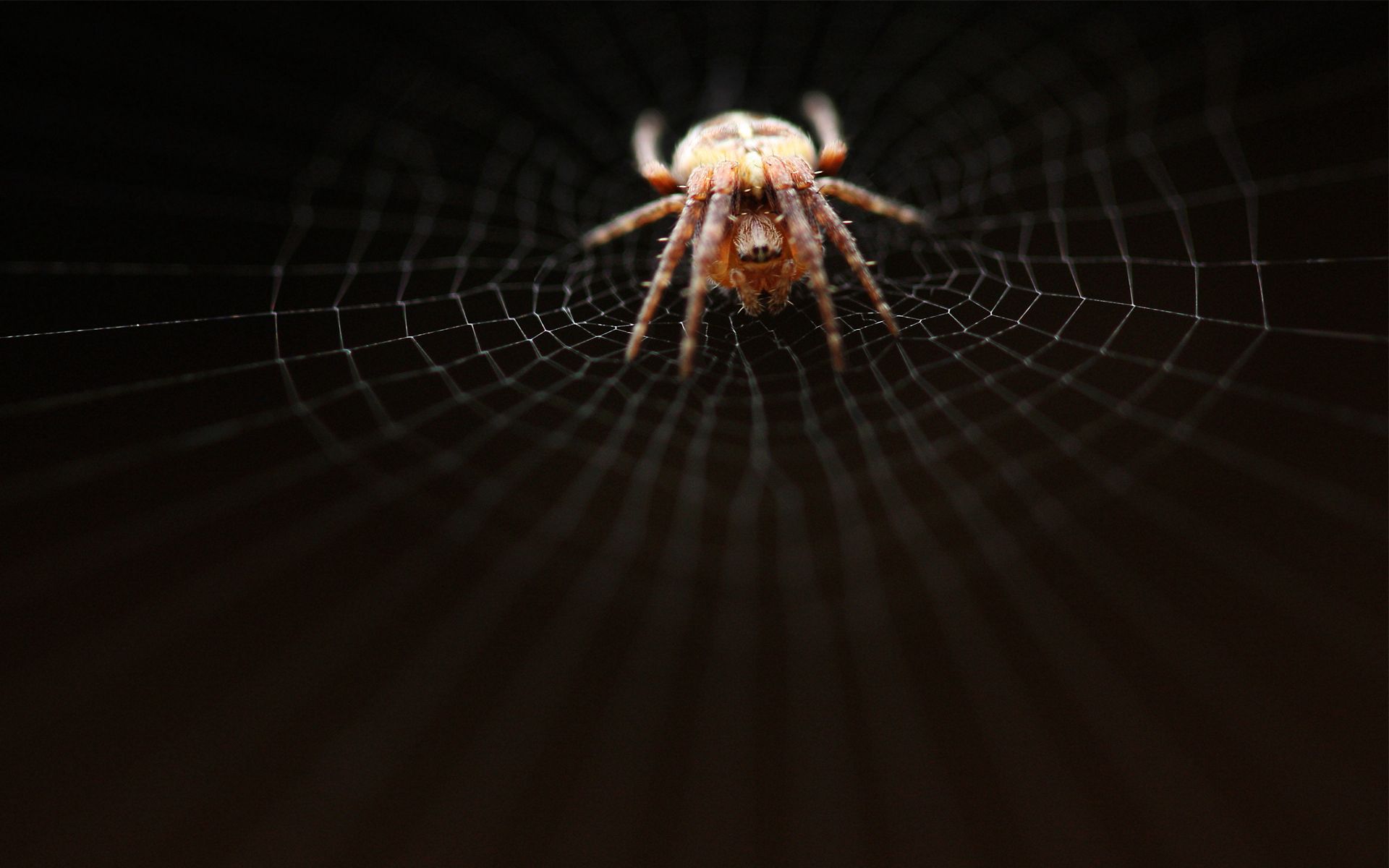 web, macro, dark, grid, crawl, spider, weave phone wallpaper