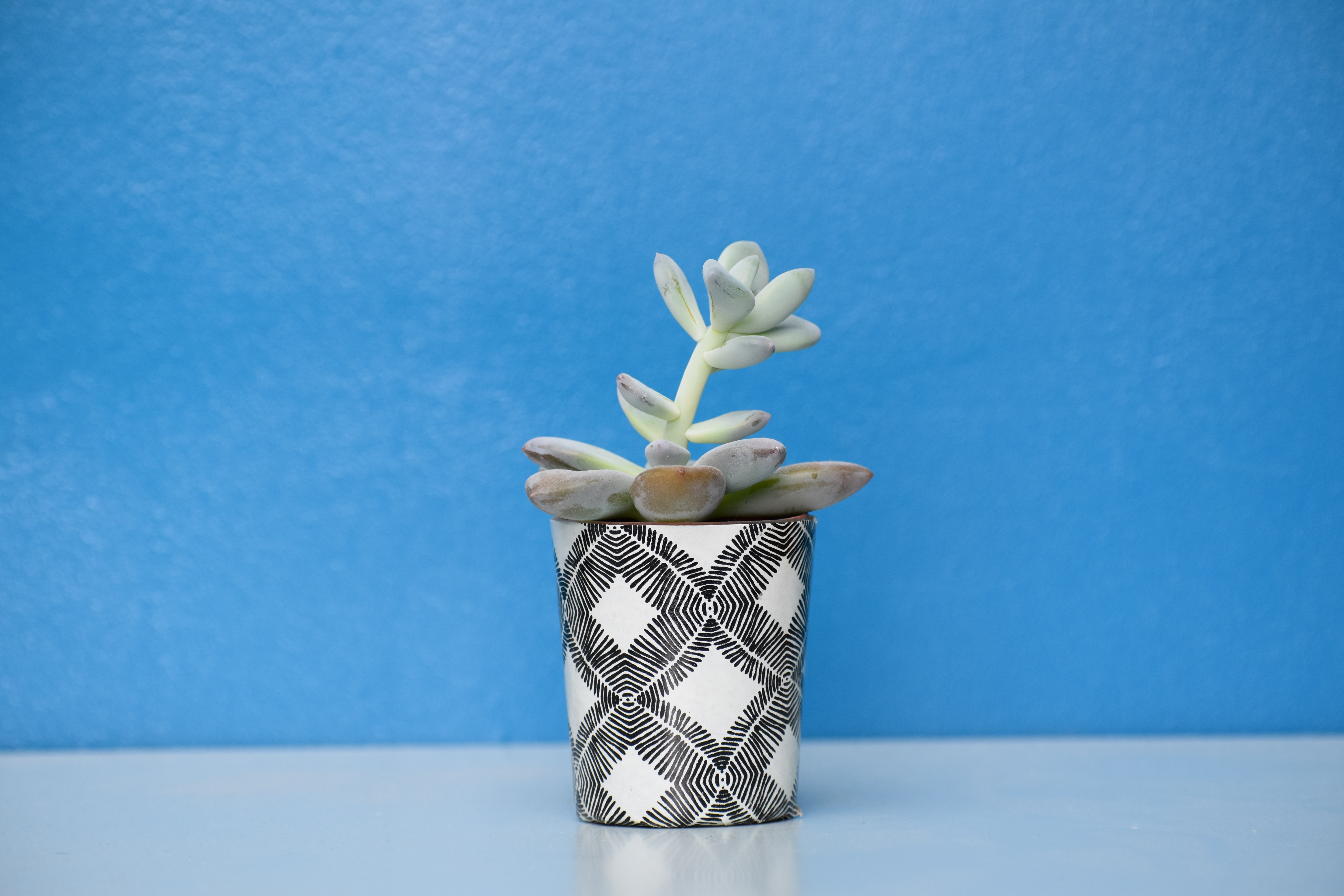 pot, flowers, table, indoor plant, houseplant HD wallpaper