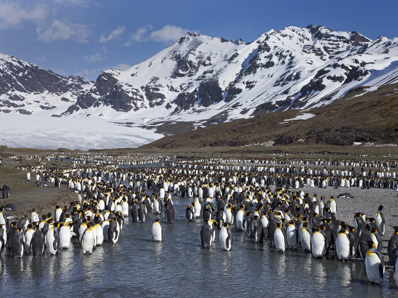 161309 Bild herunterladen tiere, pinguin, vogel, vögel - Hintergrundbilder und Bildschirmschoner kostenlos