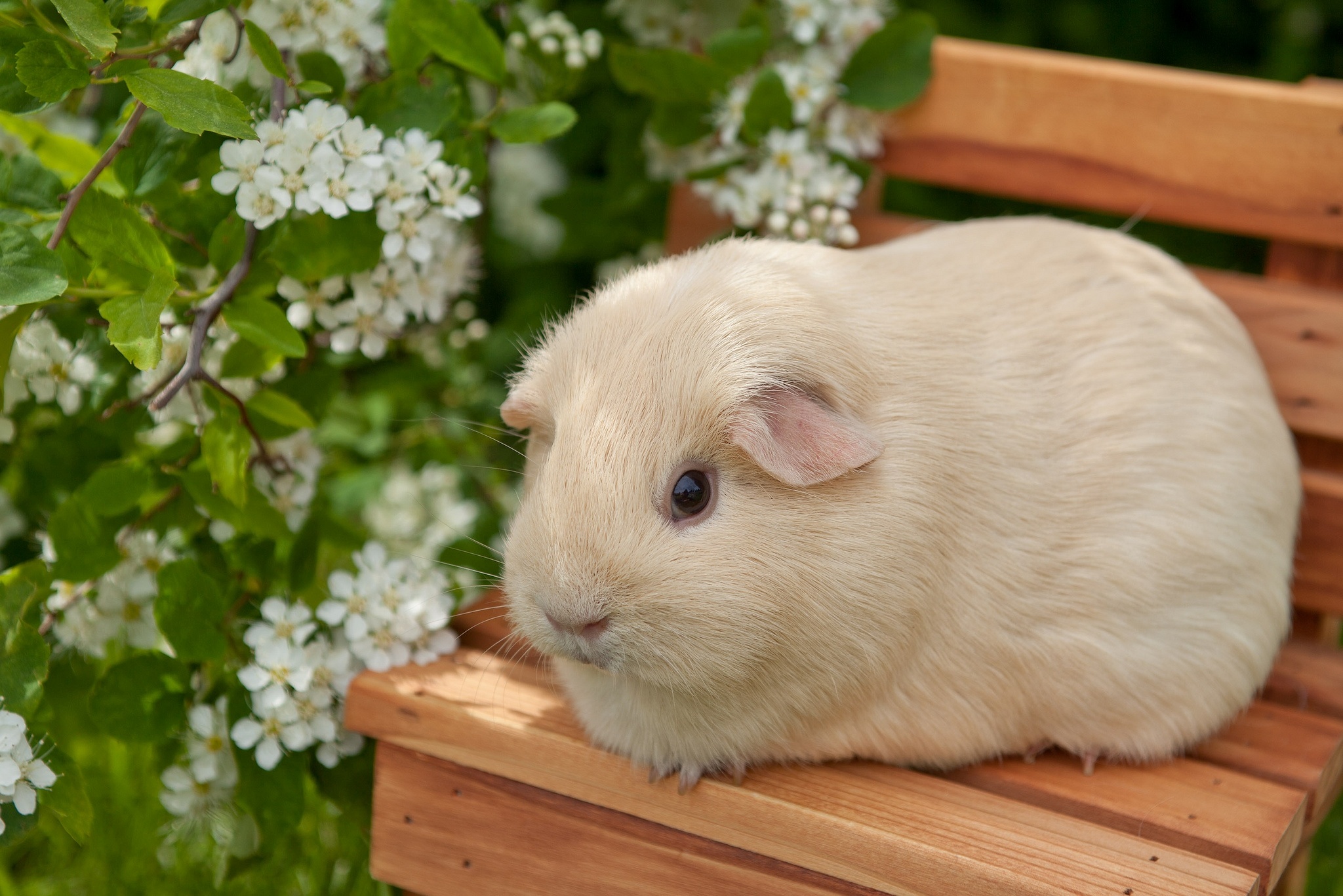 animal, guinea pig for Windows