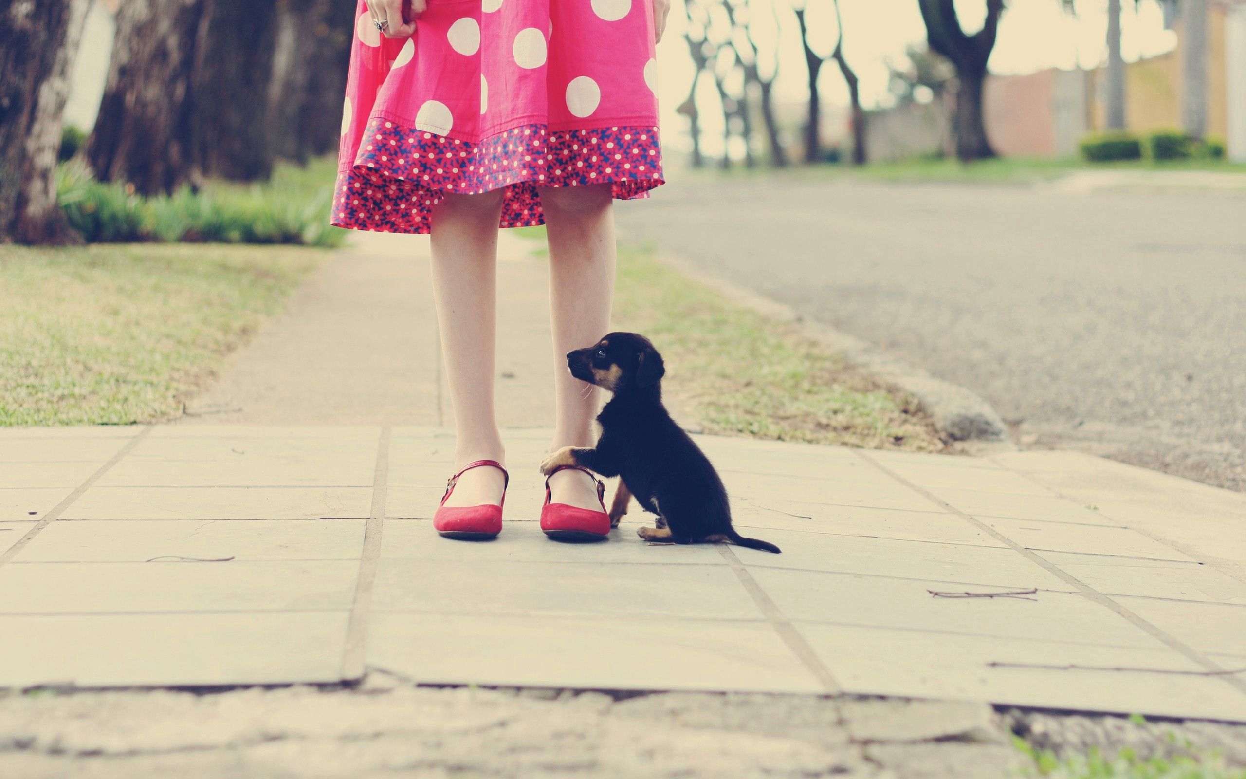 Download mobile wallpaper Fidelity, Animals, Road, Puppy, Legs for free.