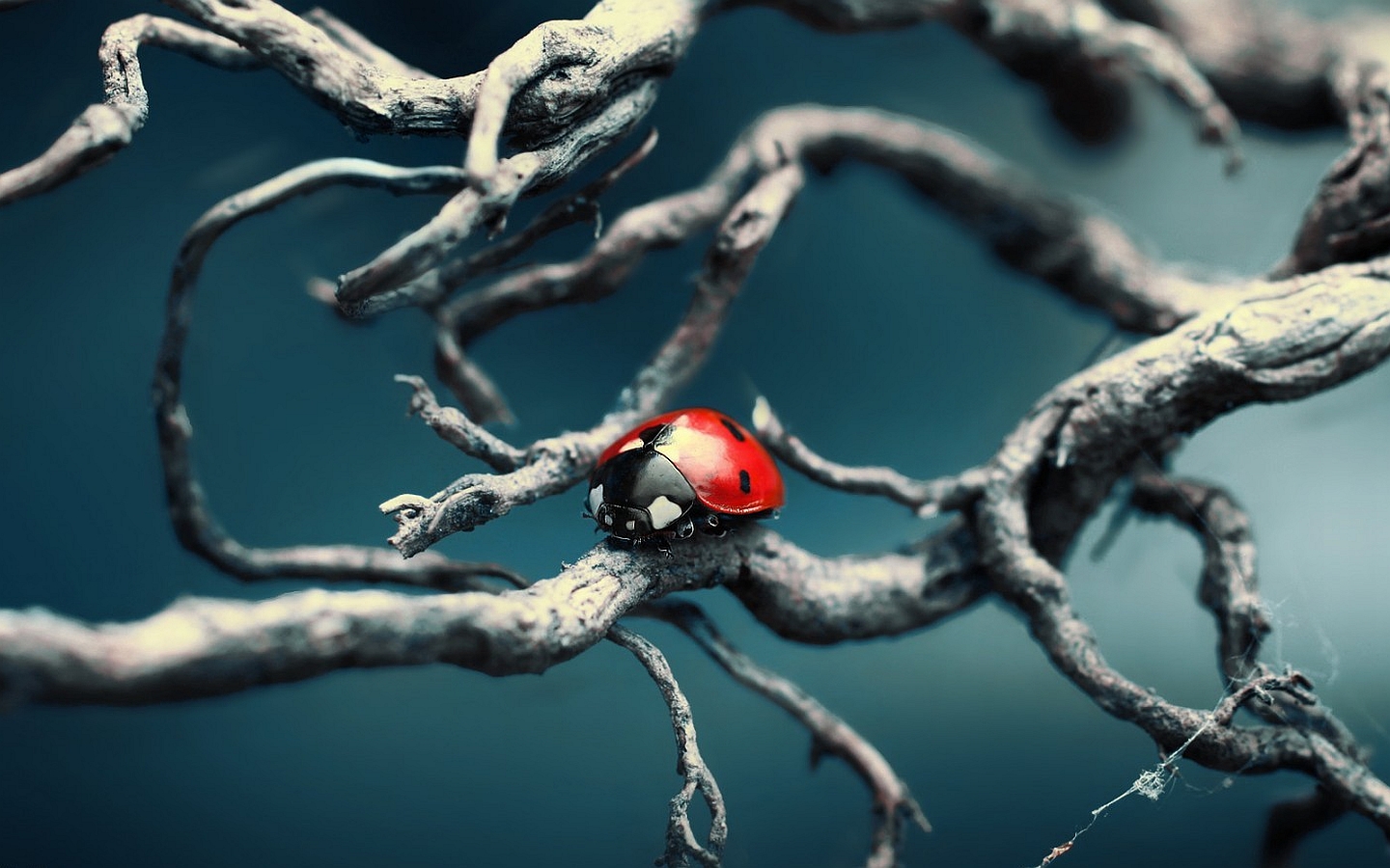 animal, ladybug HD for desktop 1080p