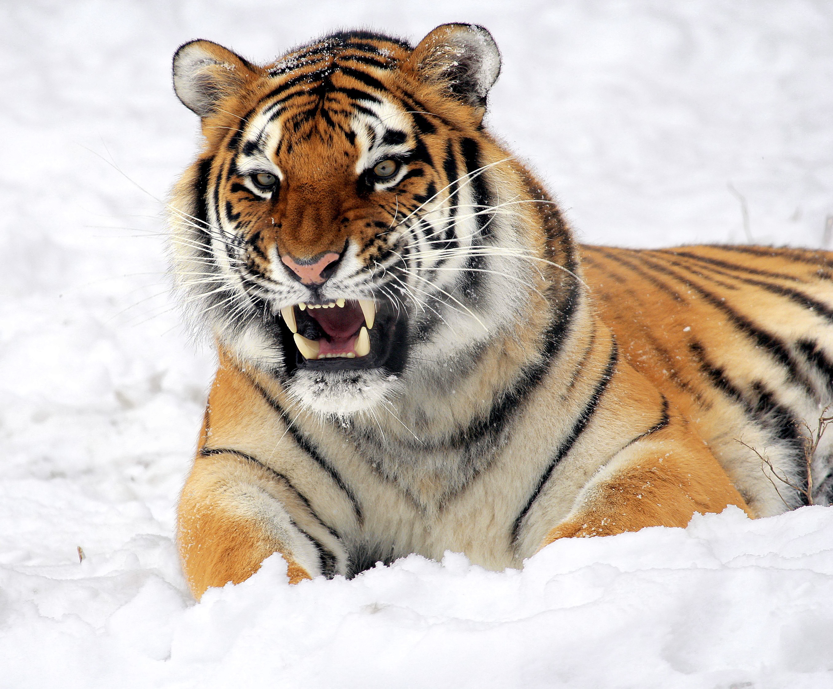 grin, animals, snow, muzzle, predator, tiger Desktop Wallpaper