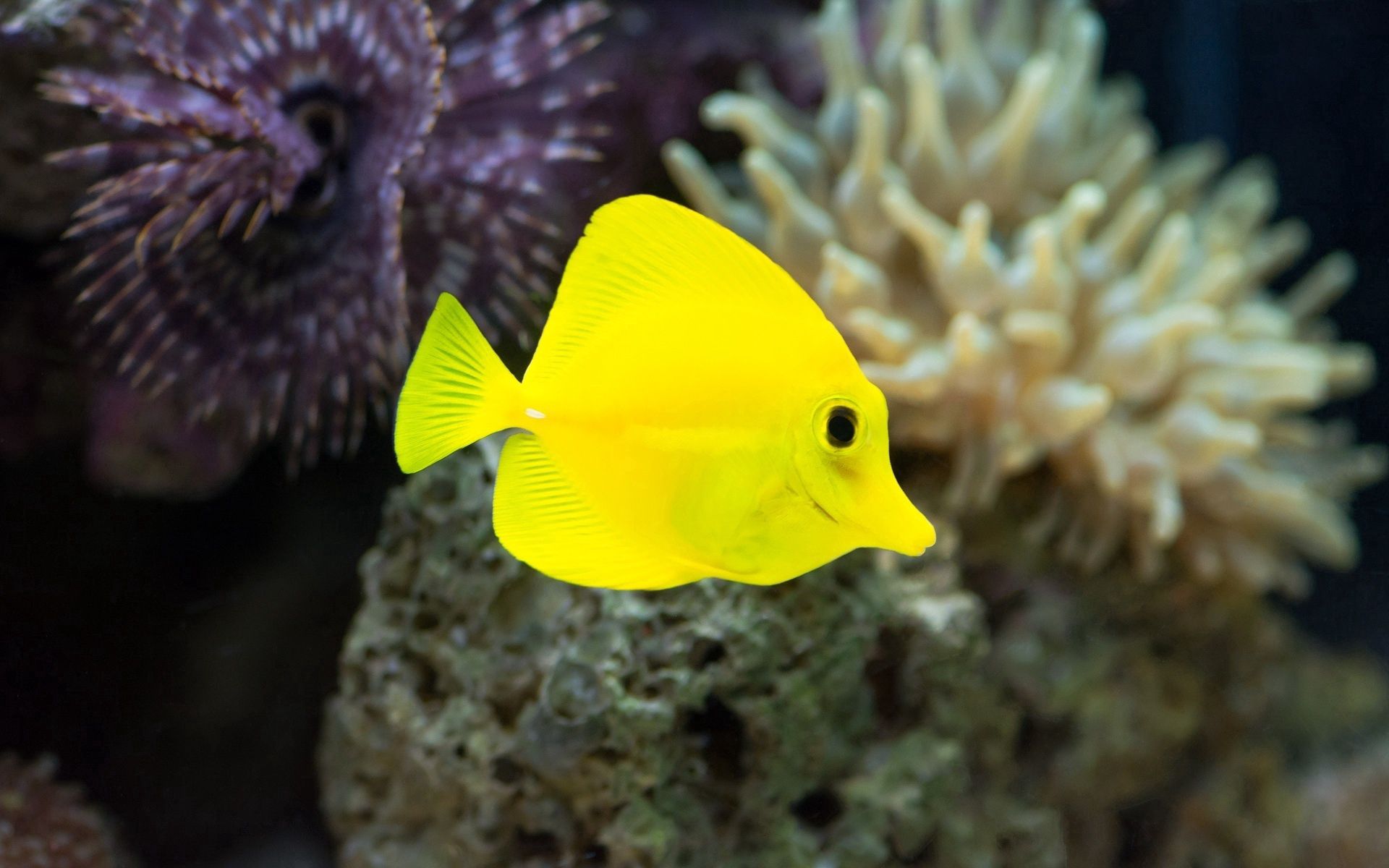 117518 Bild herunterladen unterwasserwelt, tiere, gelb, ein fisch, fisch, seetang, algen - Hintergrundbilder und Bildschirmschoner kostenlos