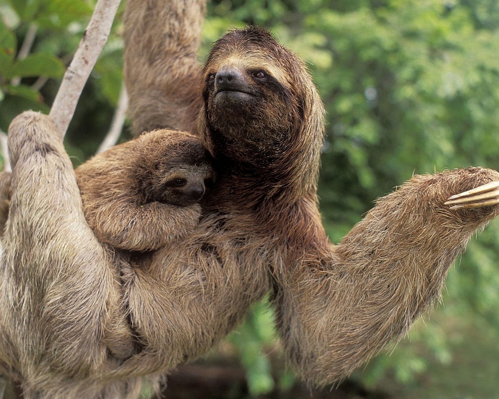 sloth, animal 32K