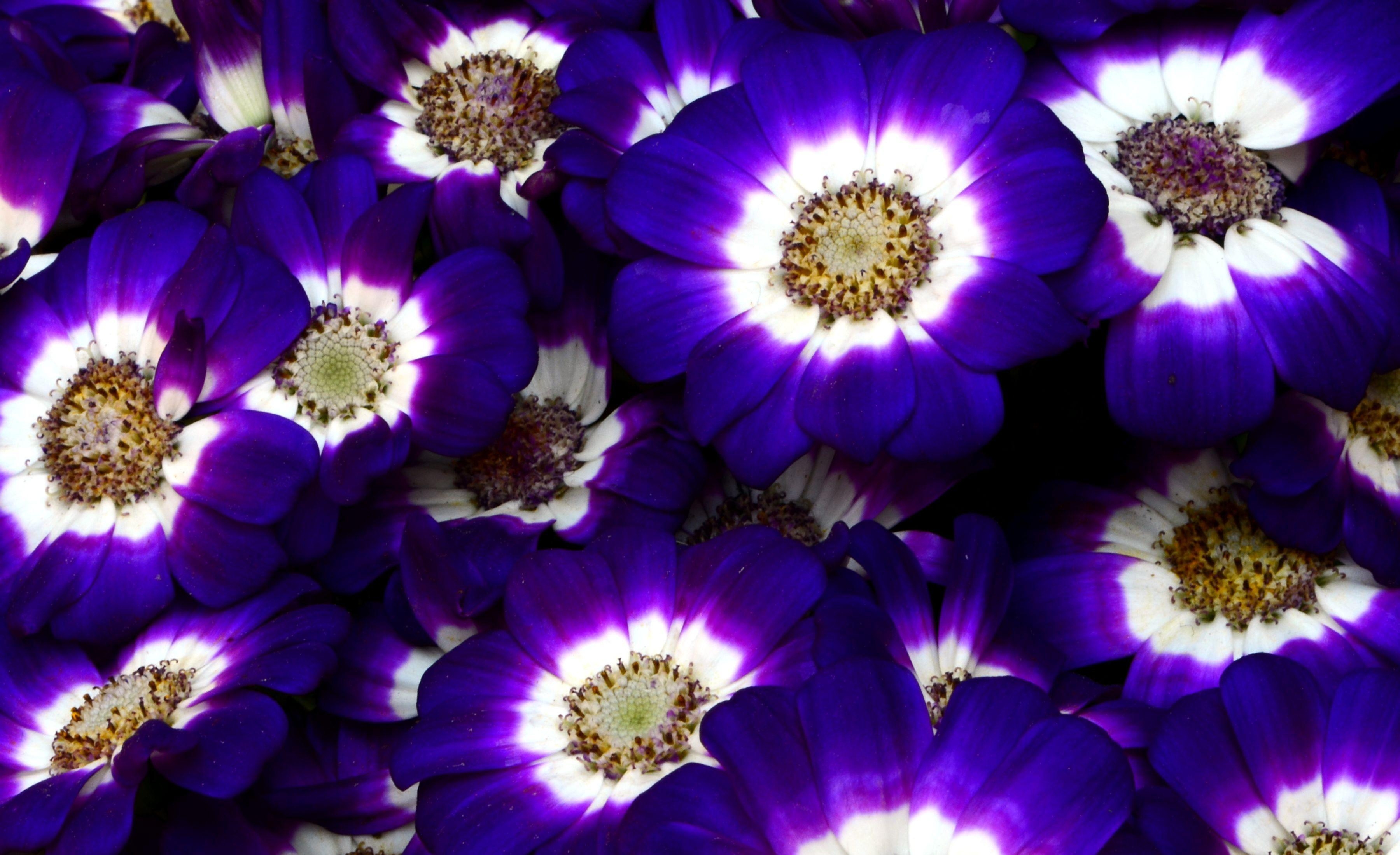 flowers, bright, close up, colorful, cineraria mobile wallpaper