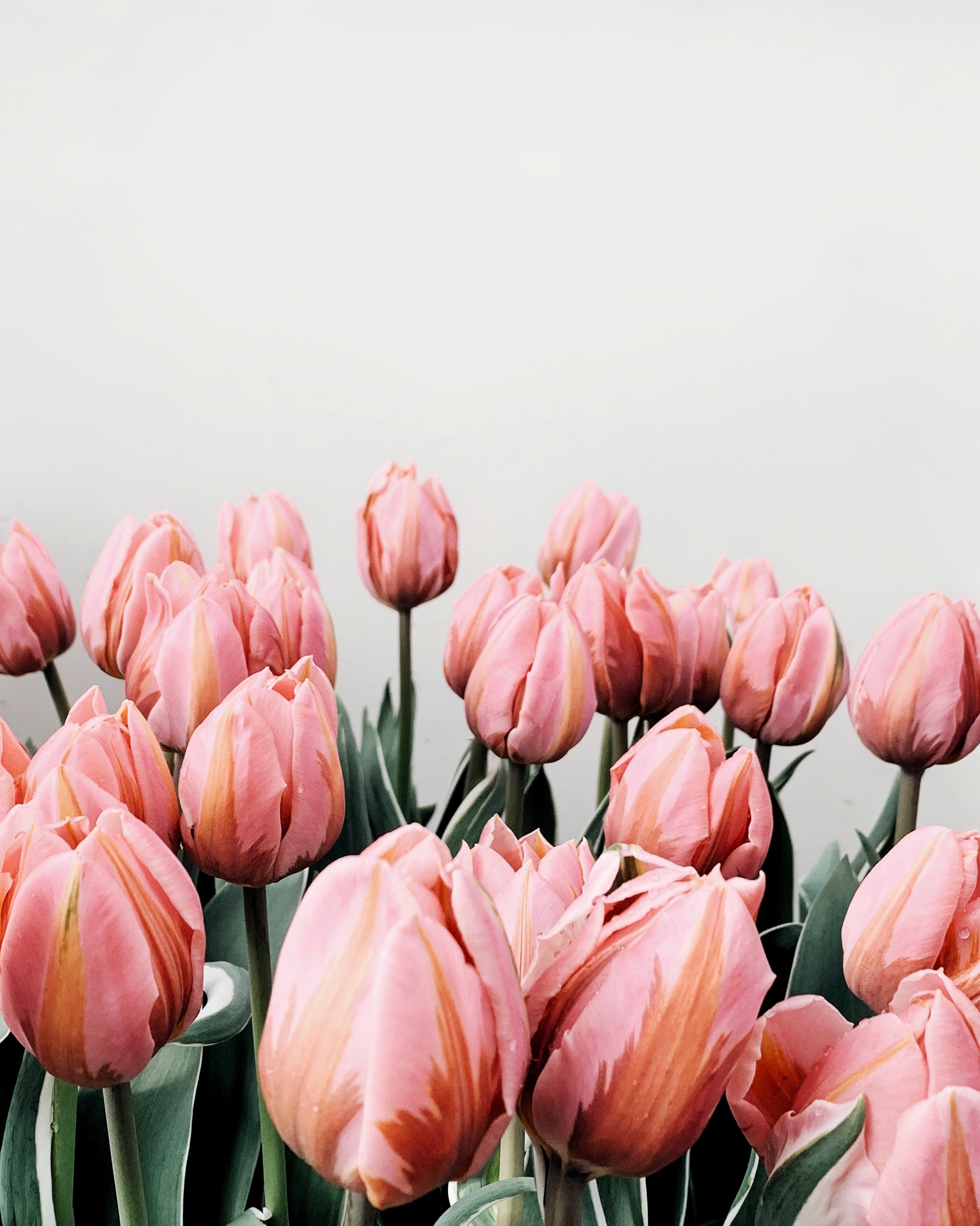 108584 скачать картинку тюльпаны, розовый, цветение, цветы - обои и заставки бесплатно