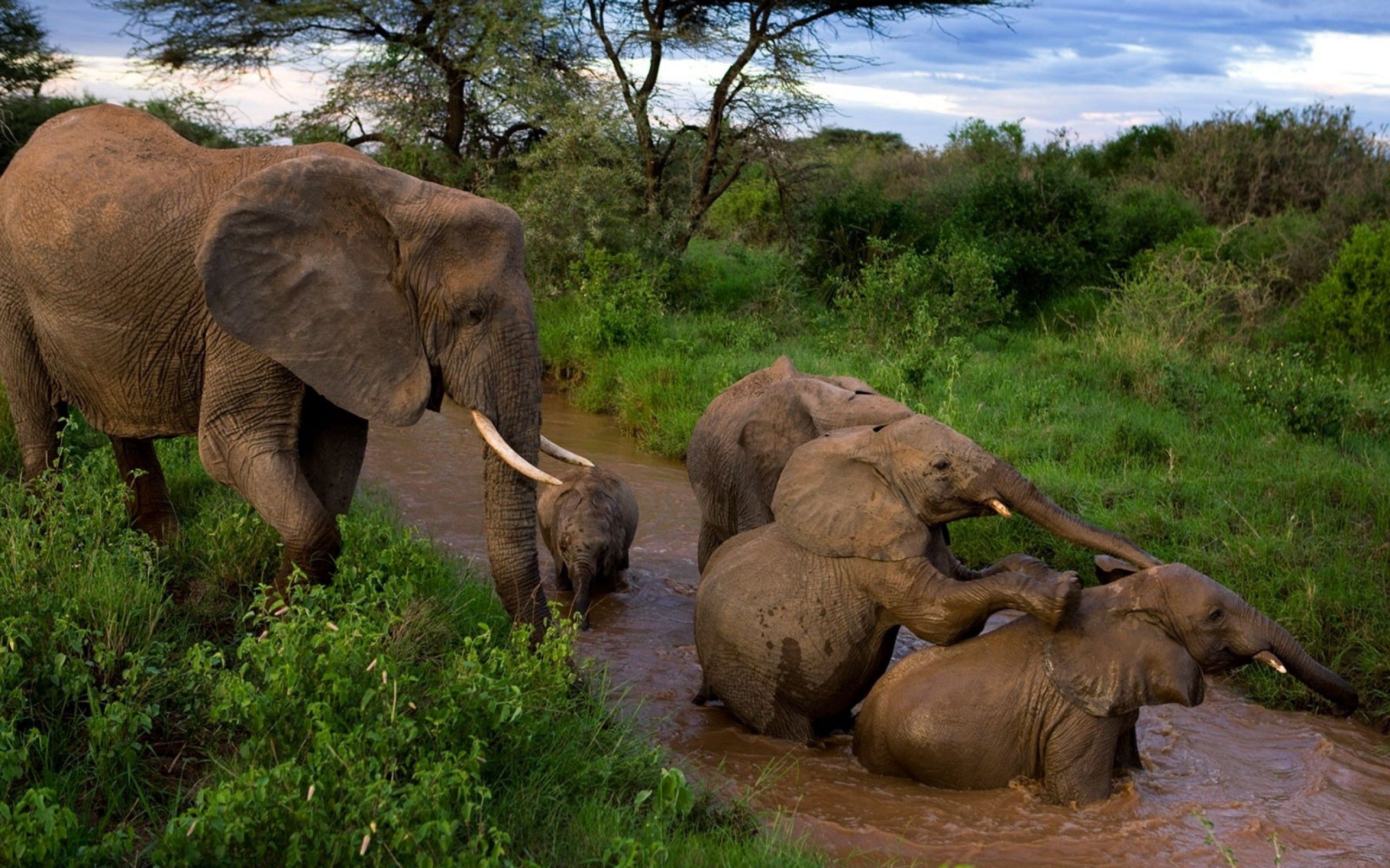 animals, elephants, young, care, mud, dirt, cubs, bathing, mother