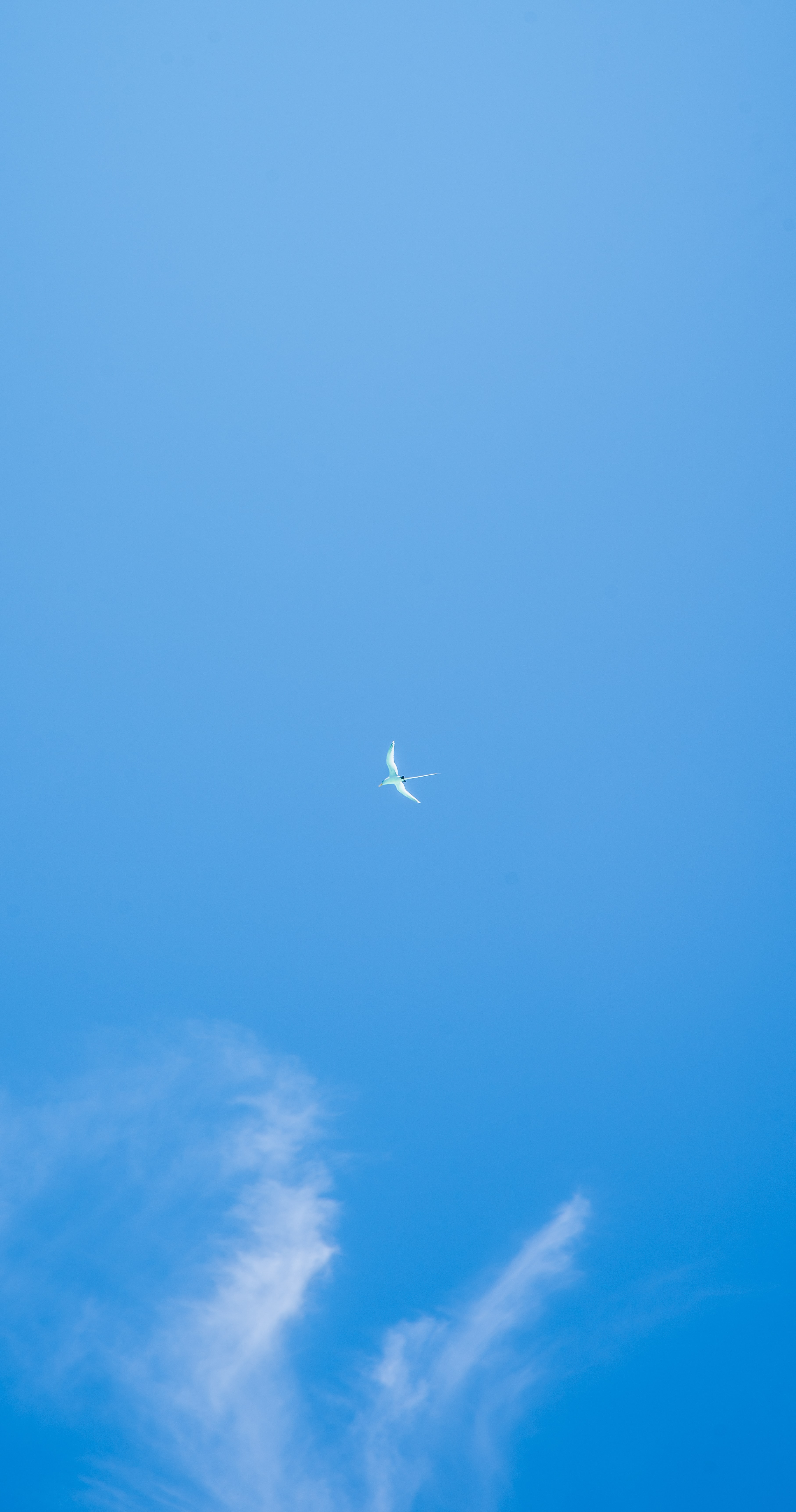 149636 Hintergrundbild herunterladen minimalismus, sky, flug, möwe, flügel - Bildschirmschoner und Bilder kostenlos