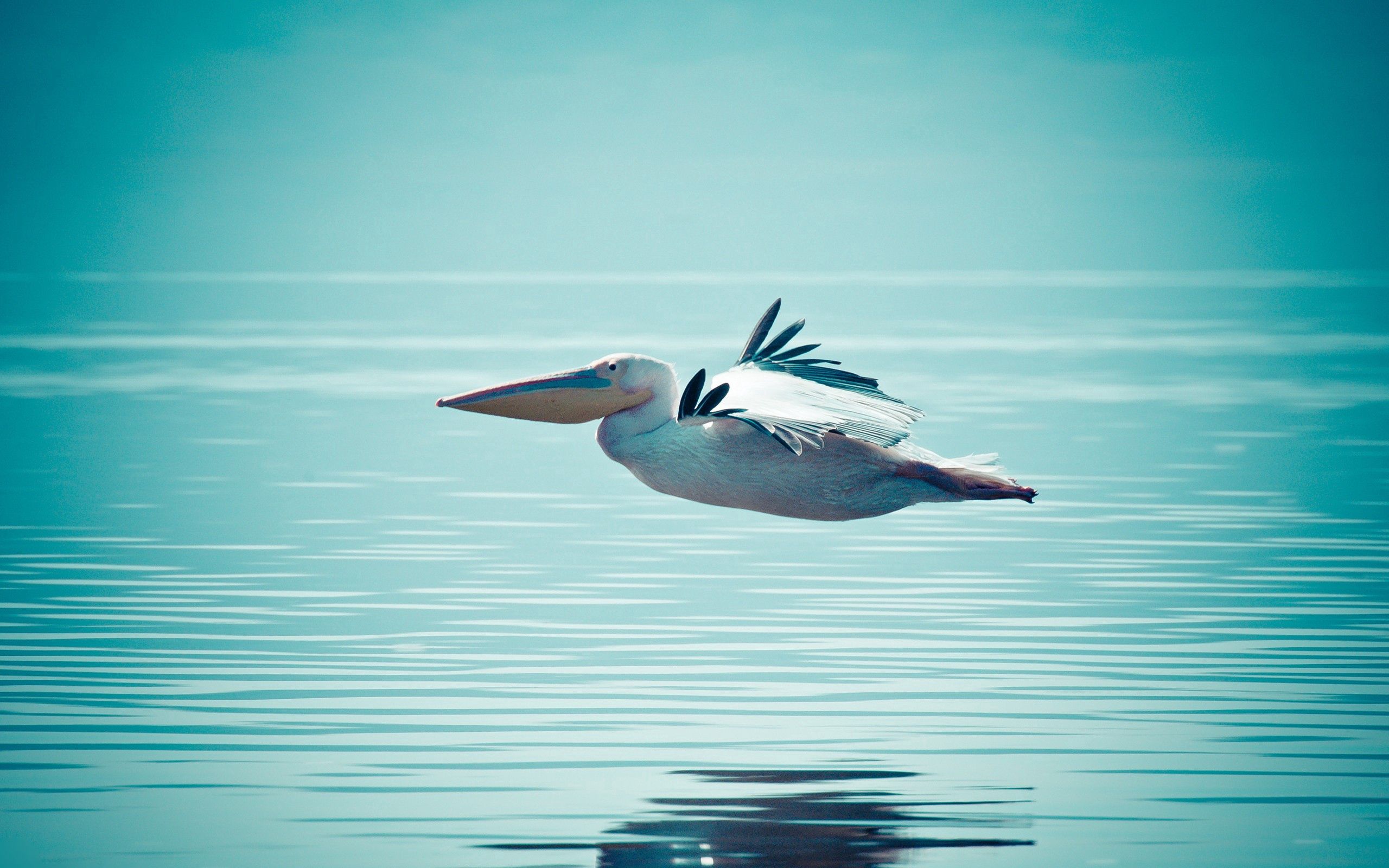 Download mobile wallpaper Pelican, Water, Animals, Flight, Swimming for free.