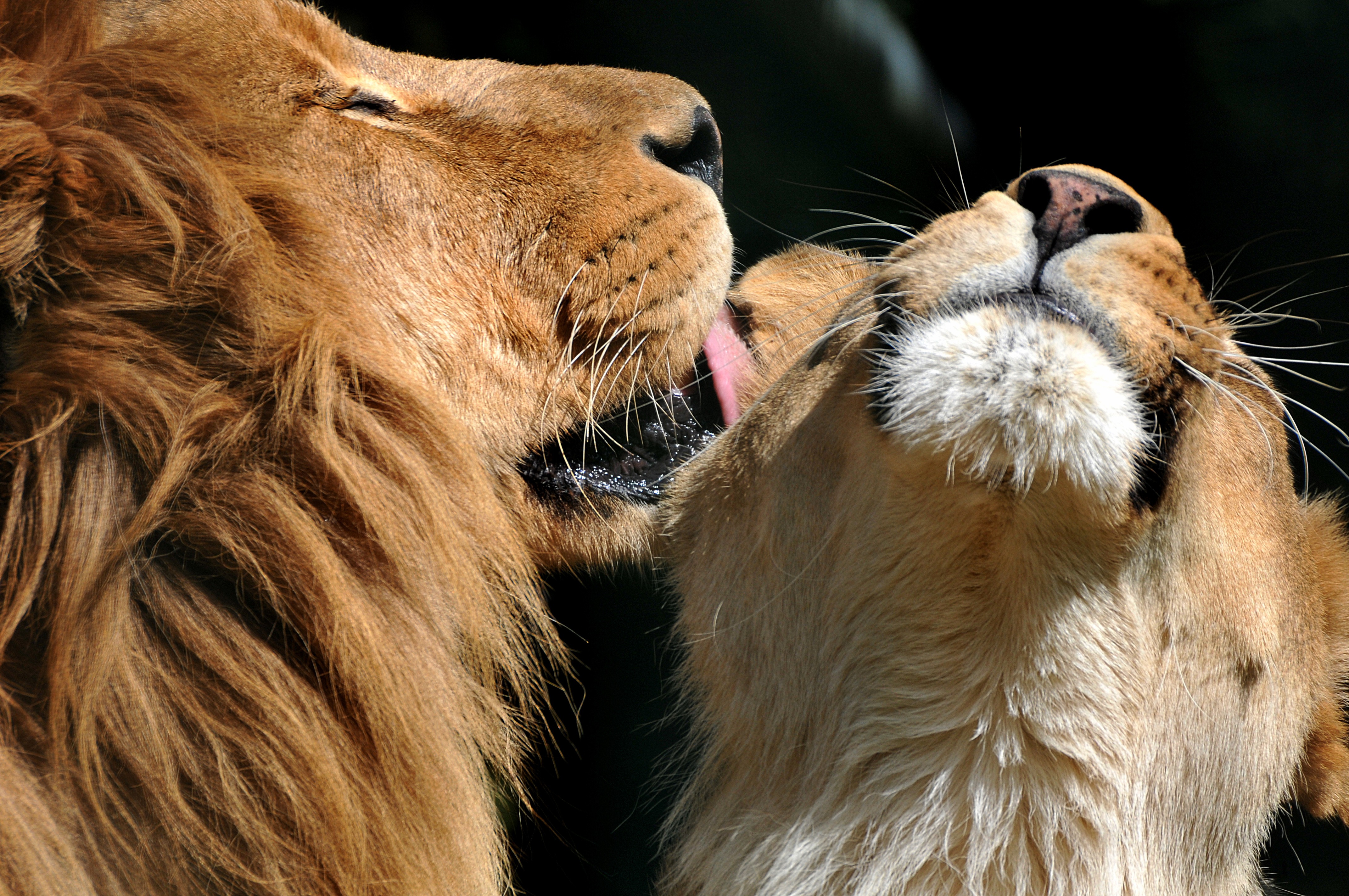 Лев и львица. Романтика животные. Влюбленные животные.