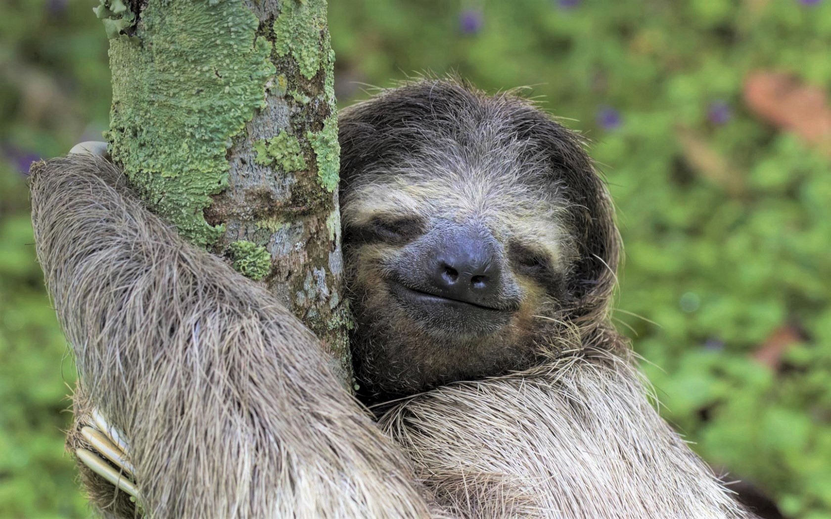 animal, sloth, smile cell phone wallpapers