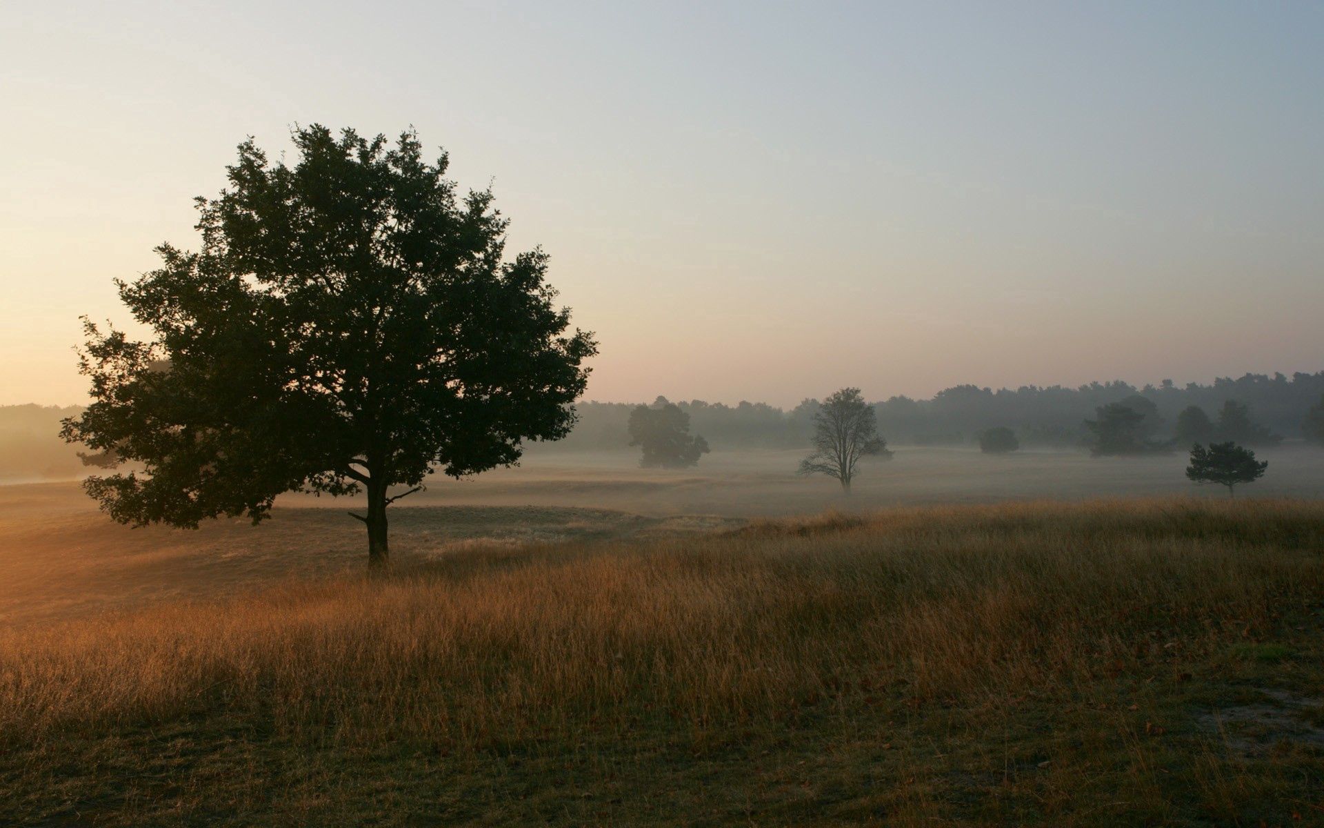 freshness, nature, trees, grass, fog, field, morning Free Stock Photo
