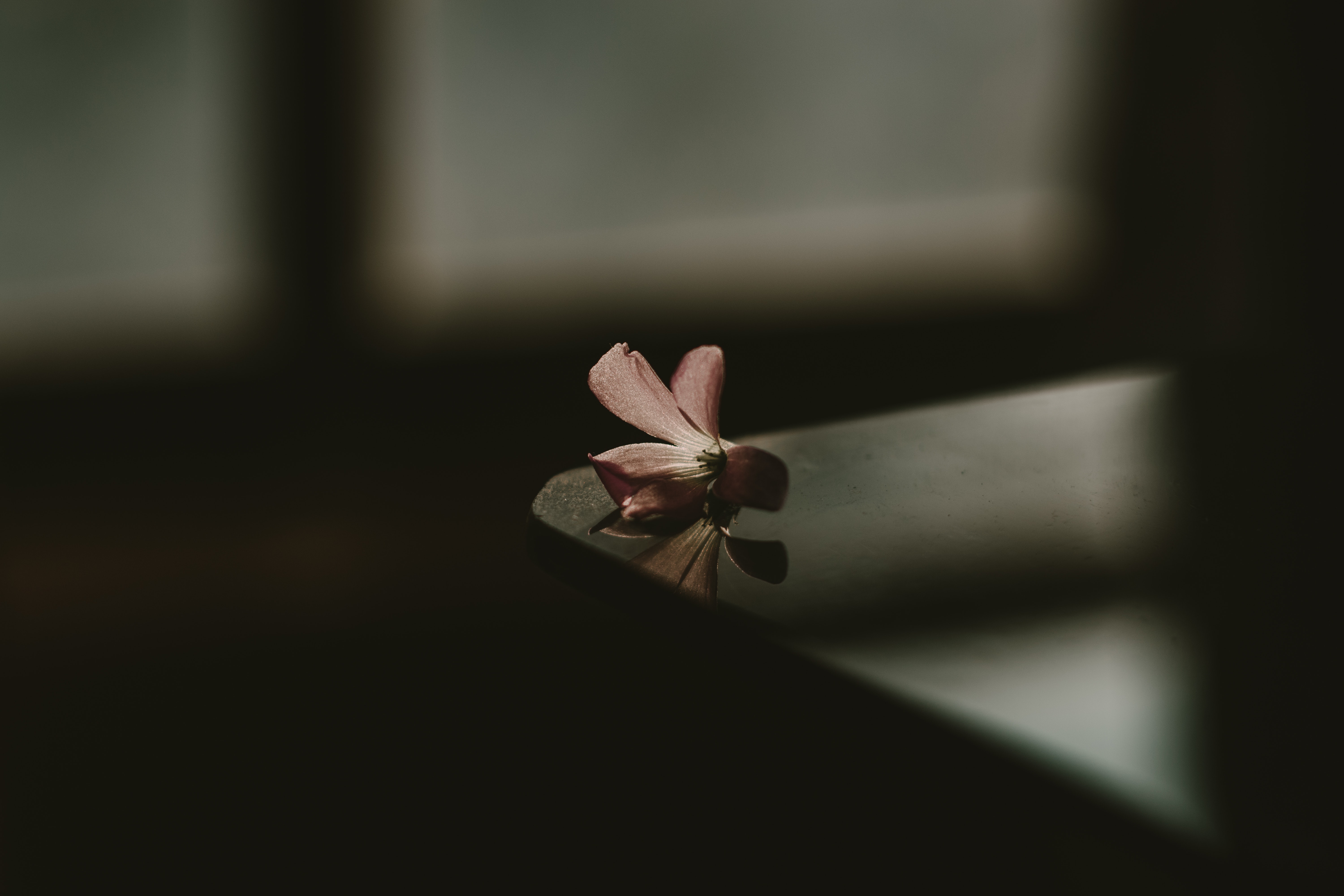 Download mobile wallpaper Smooth, Shadow, Table, Flower, Blur, Dark for free.