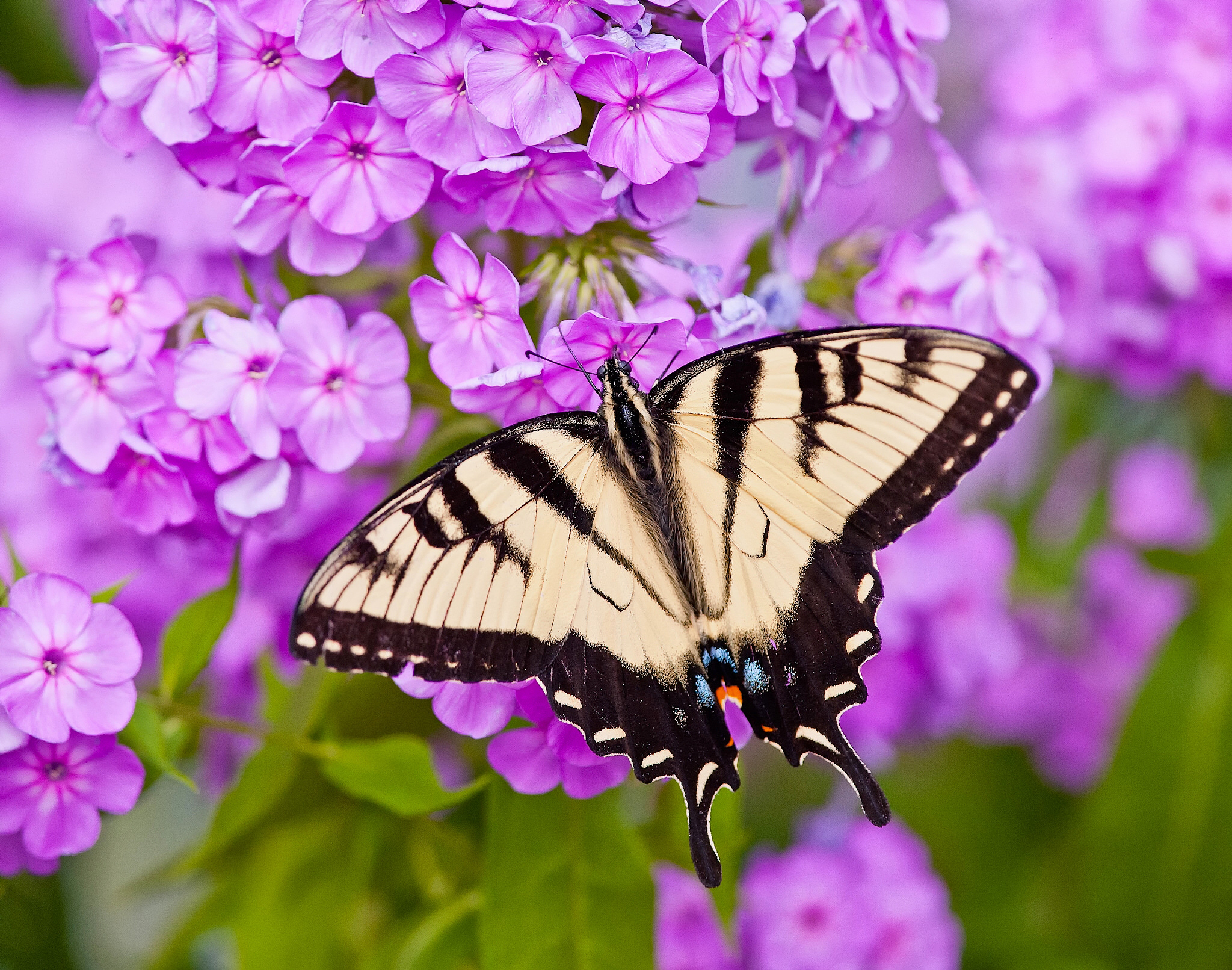PC Wallpapers animal, butterfly, close up, flower, phlox, pink flower