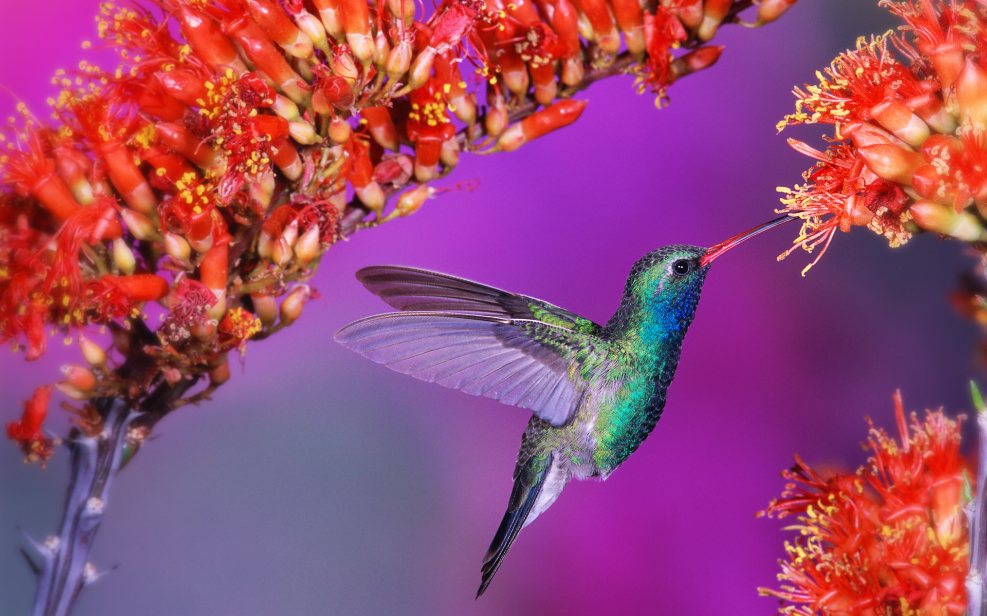 hummingbird, animal, birds