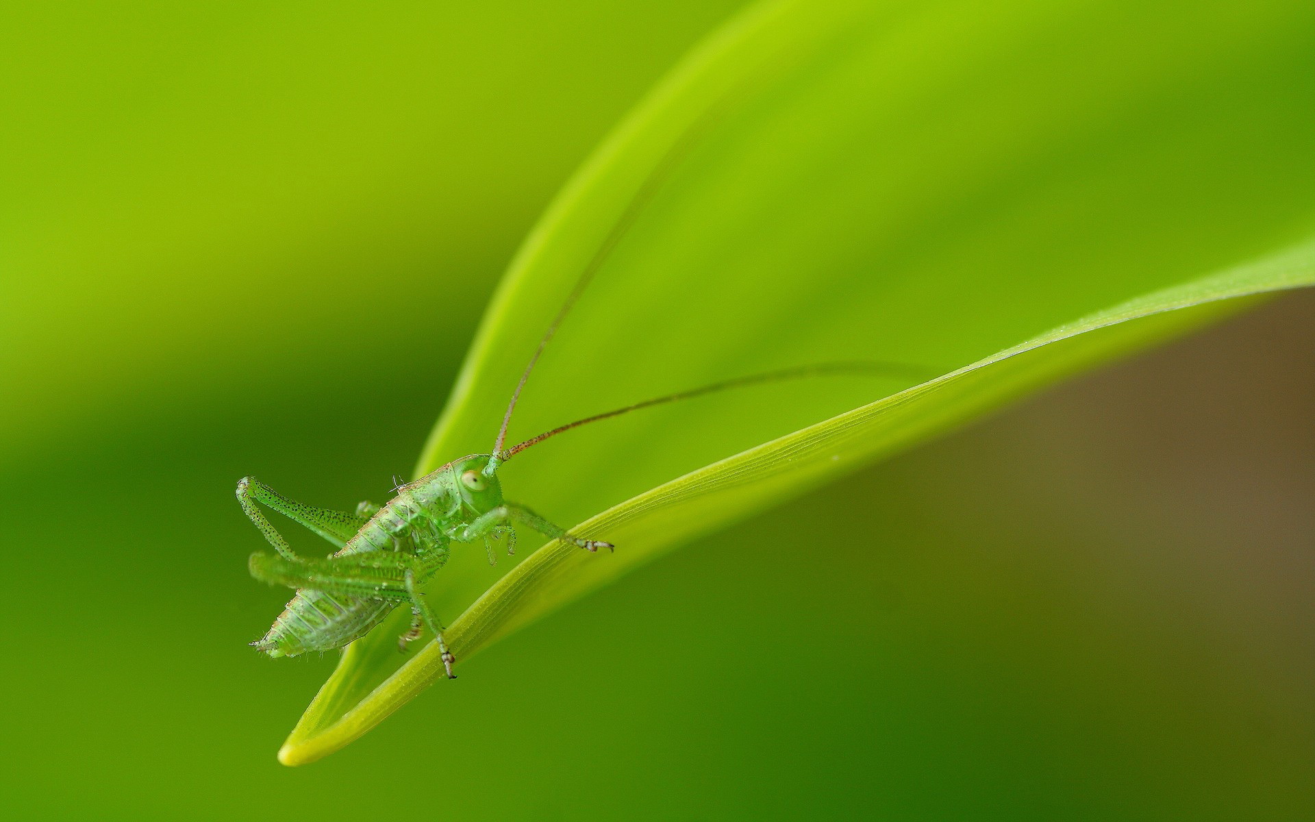 android grasshopper, animal