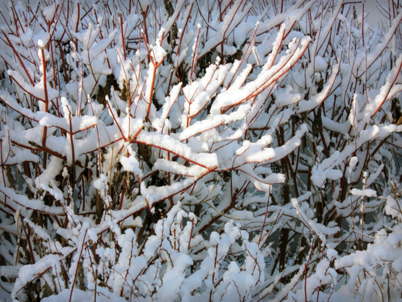Descarga gratis la imagen Invierno, Árboles, Nieve, Fondo en el escritorio de tu PC