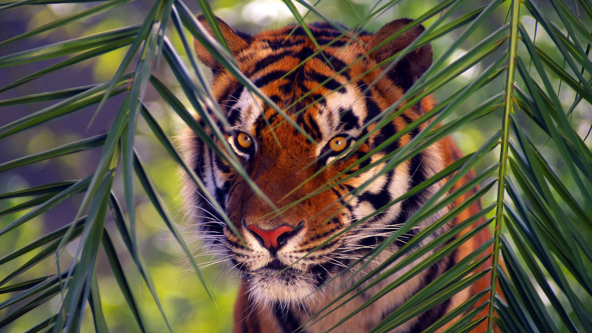 animals, leaves, muzzle, branches, branch, tiger, hunting, hunt 1080p