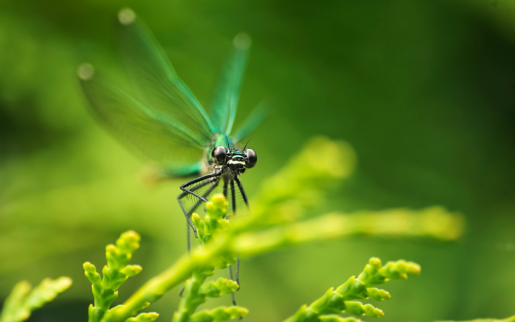 Download mobile wallpaper Dragonflies, Insects for free.