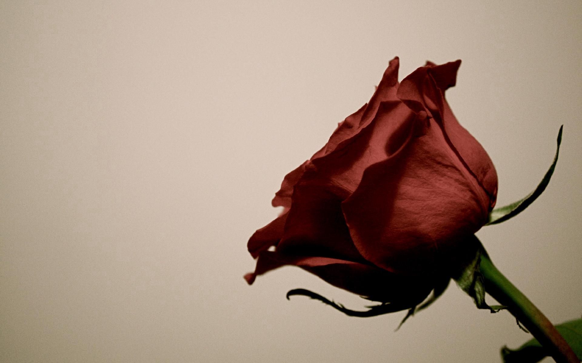 Téléchargez des papiers peints mobile Tige, Fleurs, Bourgeon, Fleur, Une Rose, Rose gratuitement.