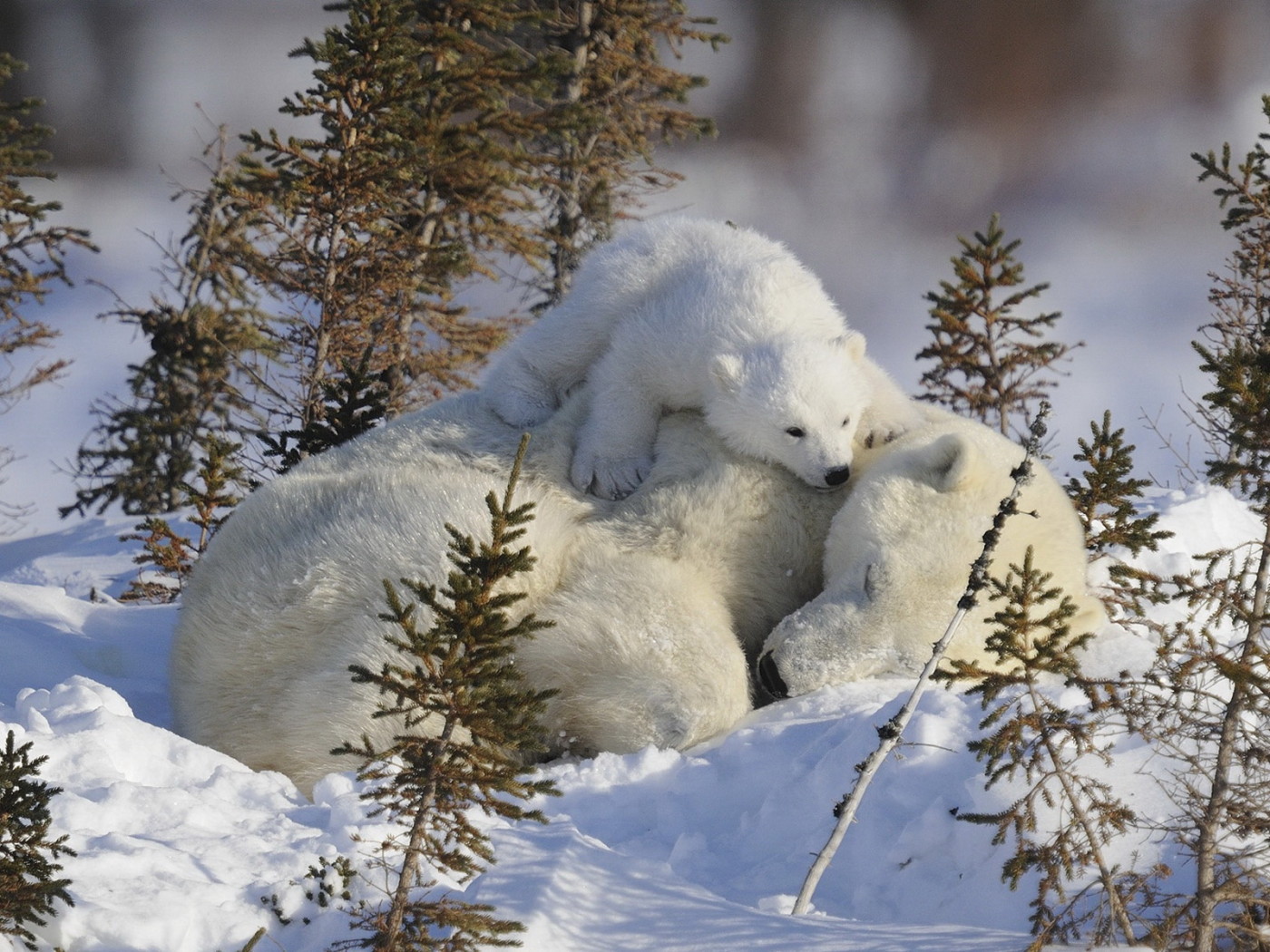 Красота зимней природы и животных