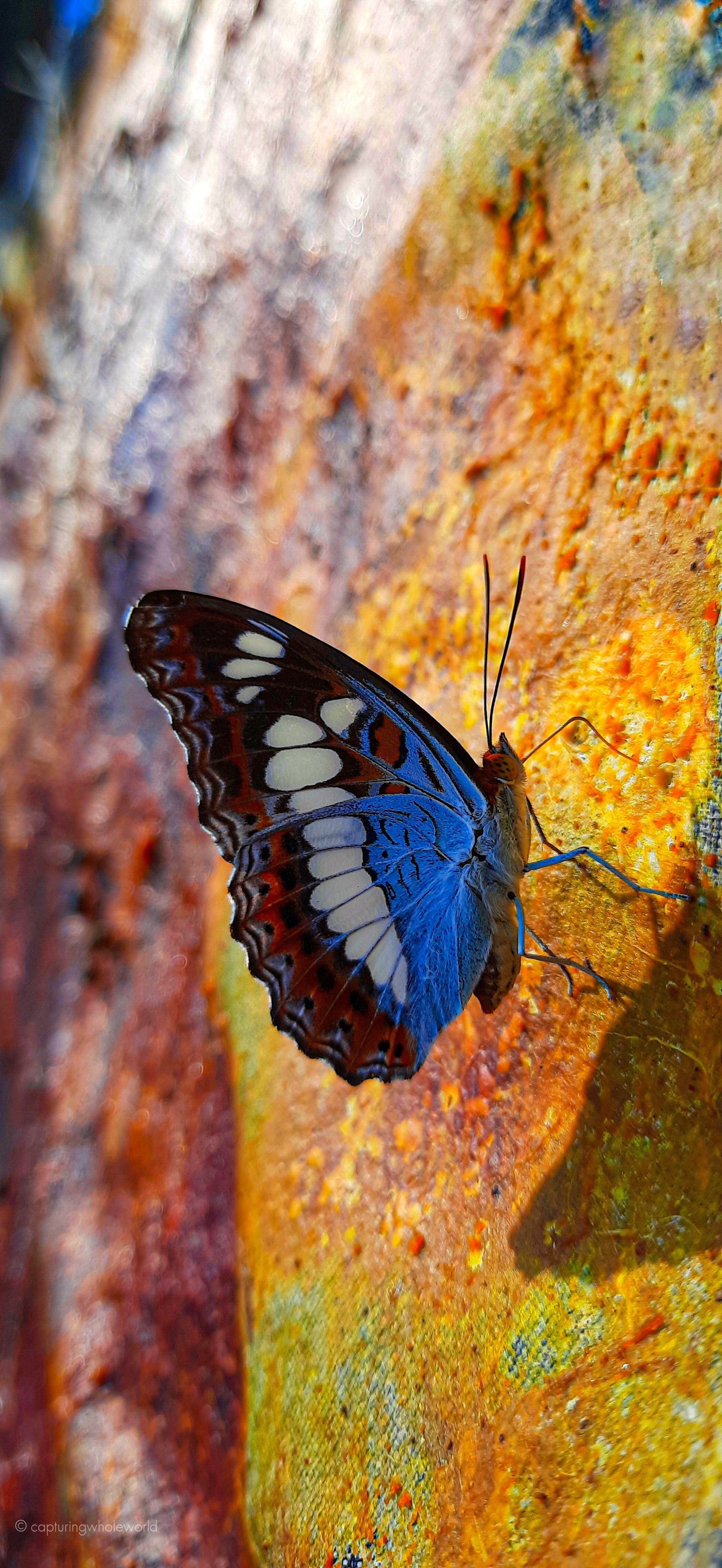 butterfly, animals, pattern, stains, spots, wings, profile Full HD
