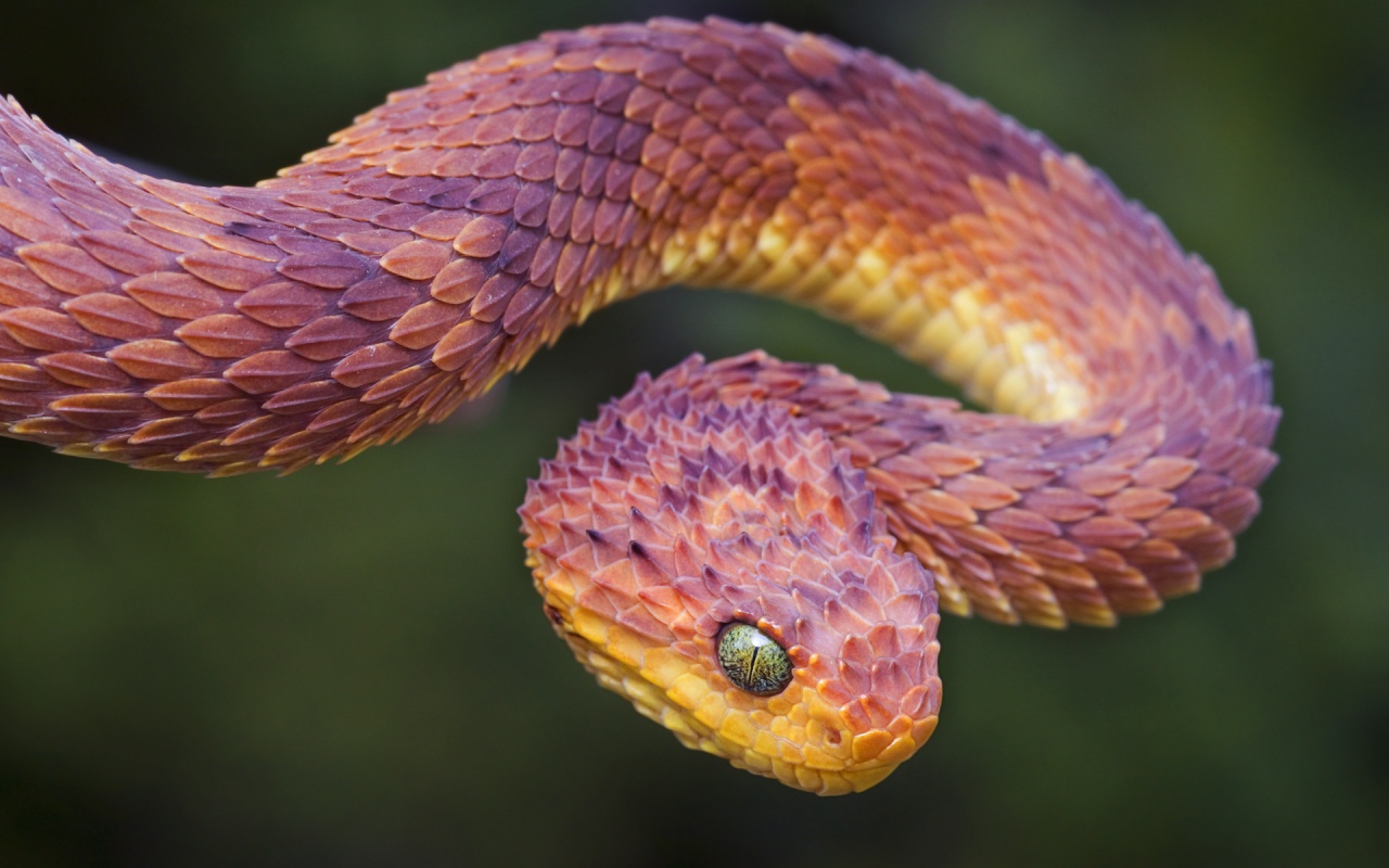 snake, animal, viper phone background