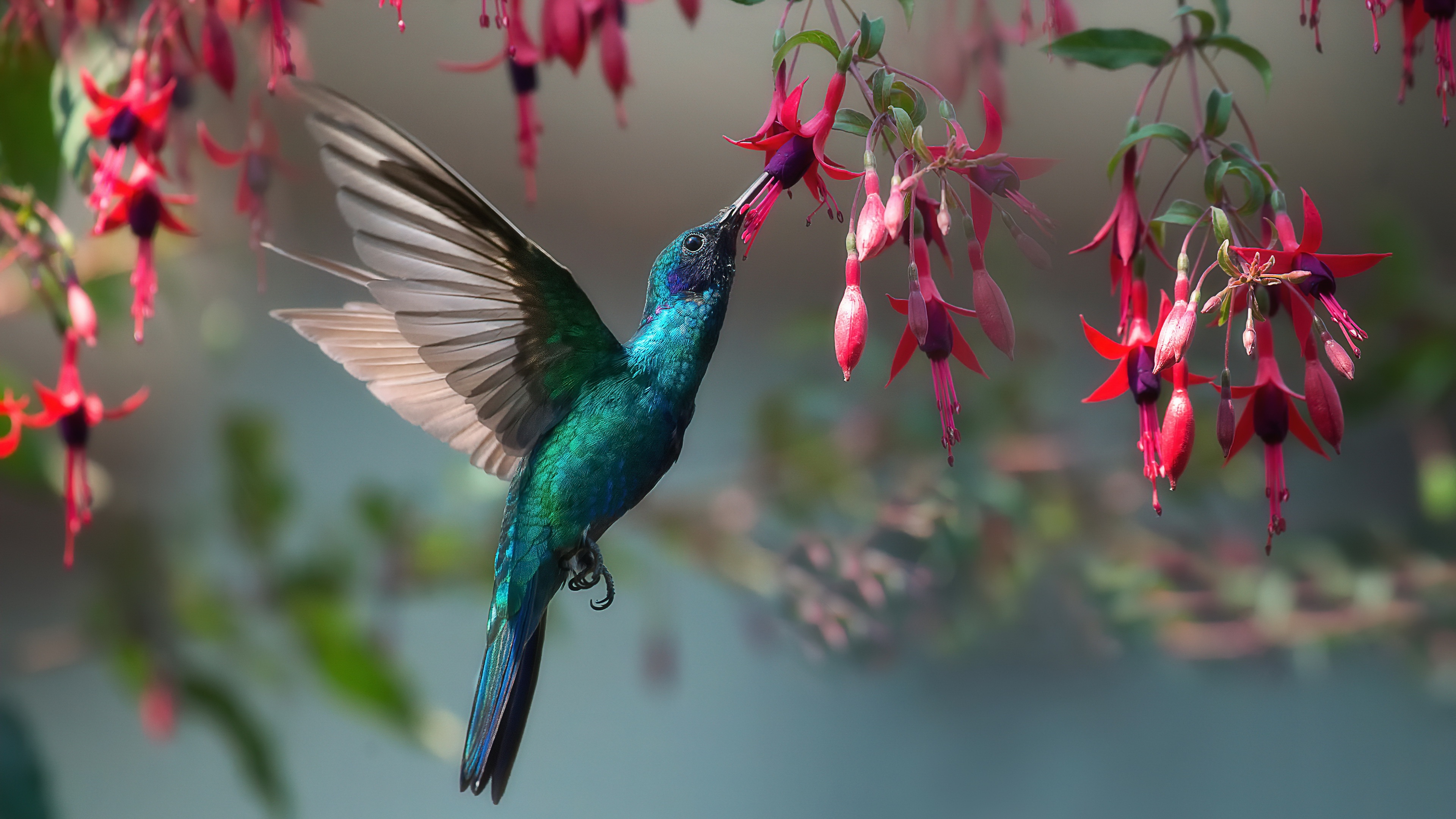 486827 télécharger l'image colibri, animaux, oiseau, fleur, fuchsia, des oiseaux - fonds d'écran et économiseurs d'écran gratuits