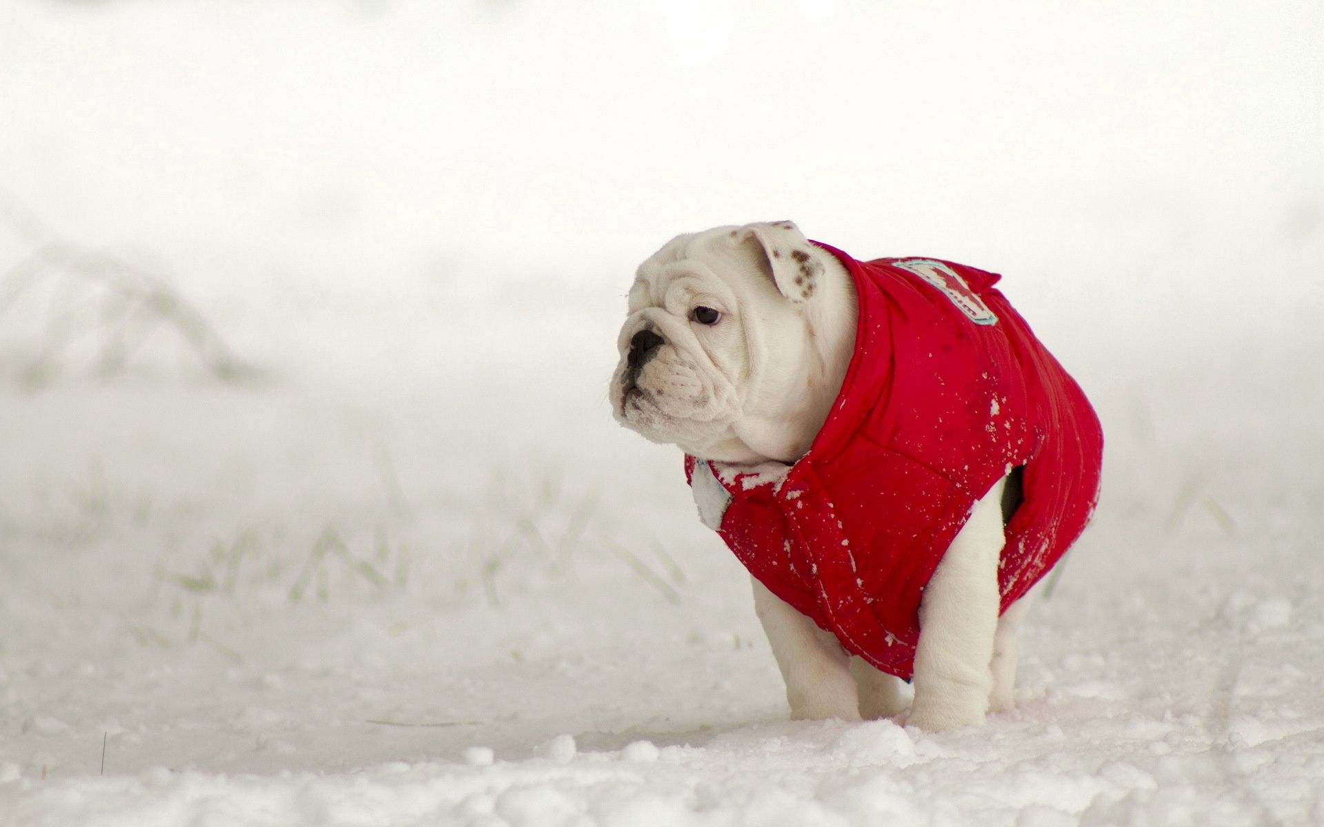animals, winter, snow, dog, walk