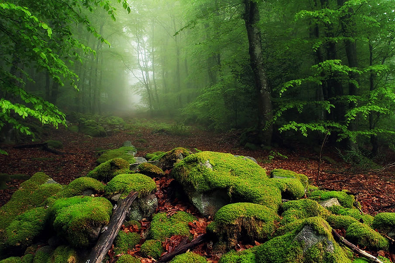Лесные Земли