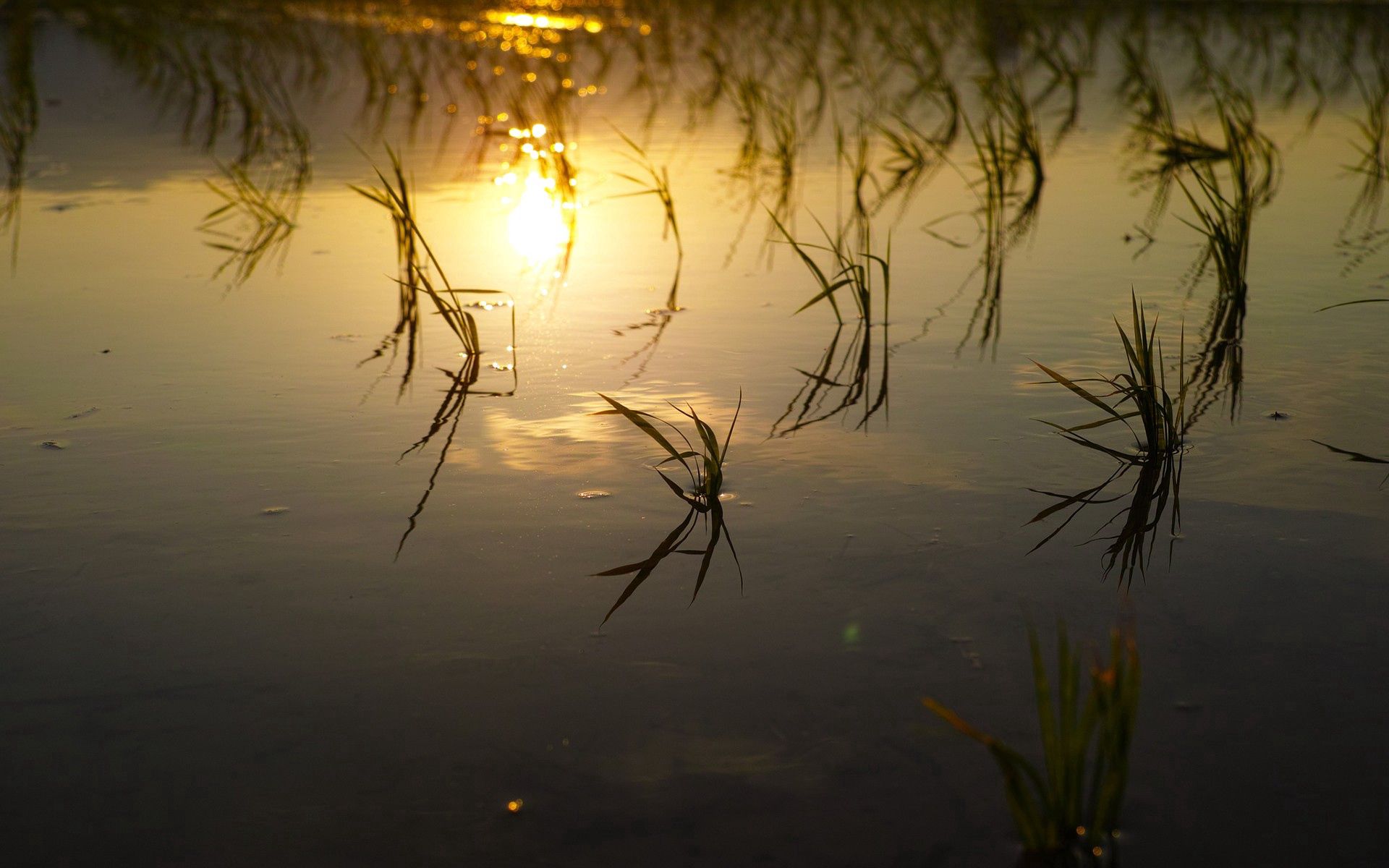 Laden Sie das Natur, Swamp, Grass, See, Flüsse-Bild kostenlos auf Ihren PC-Desktop herunter