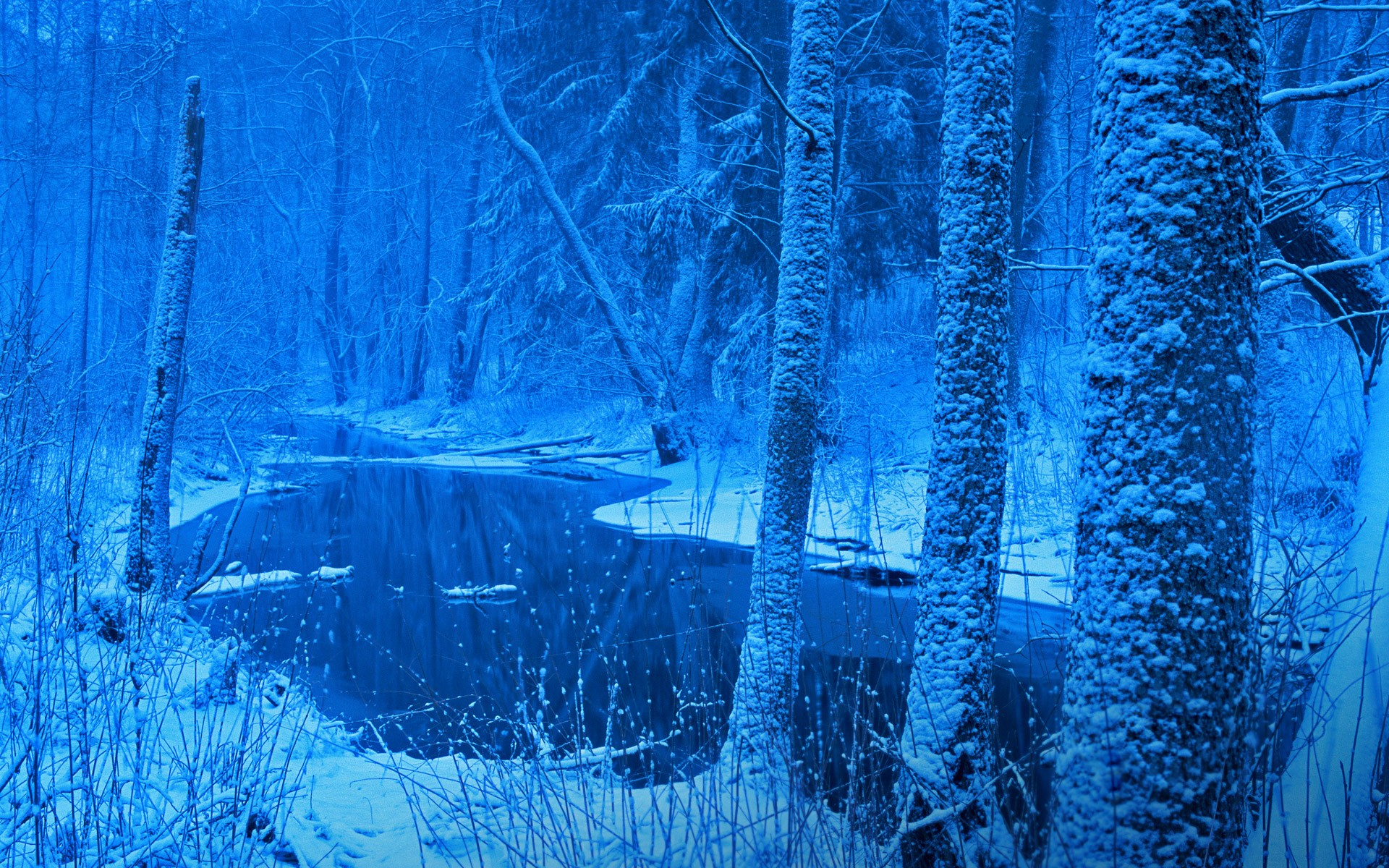 Фф и в морозном лесу навеки останусь. Беловежская пуща природа зима. Ледяной лес. Голубой снег. Зимний пейзаж в синих тонах.