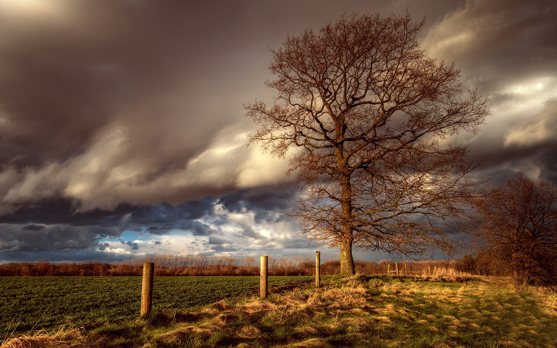 Me tree. Mathias Kentrup.