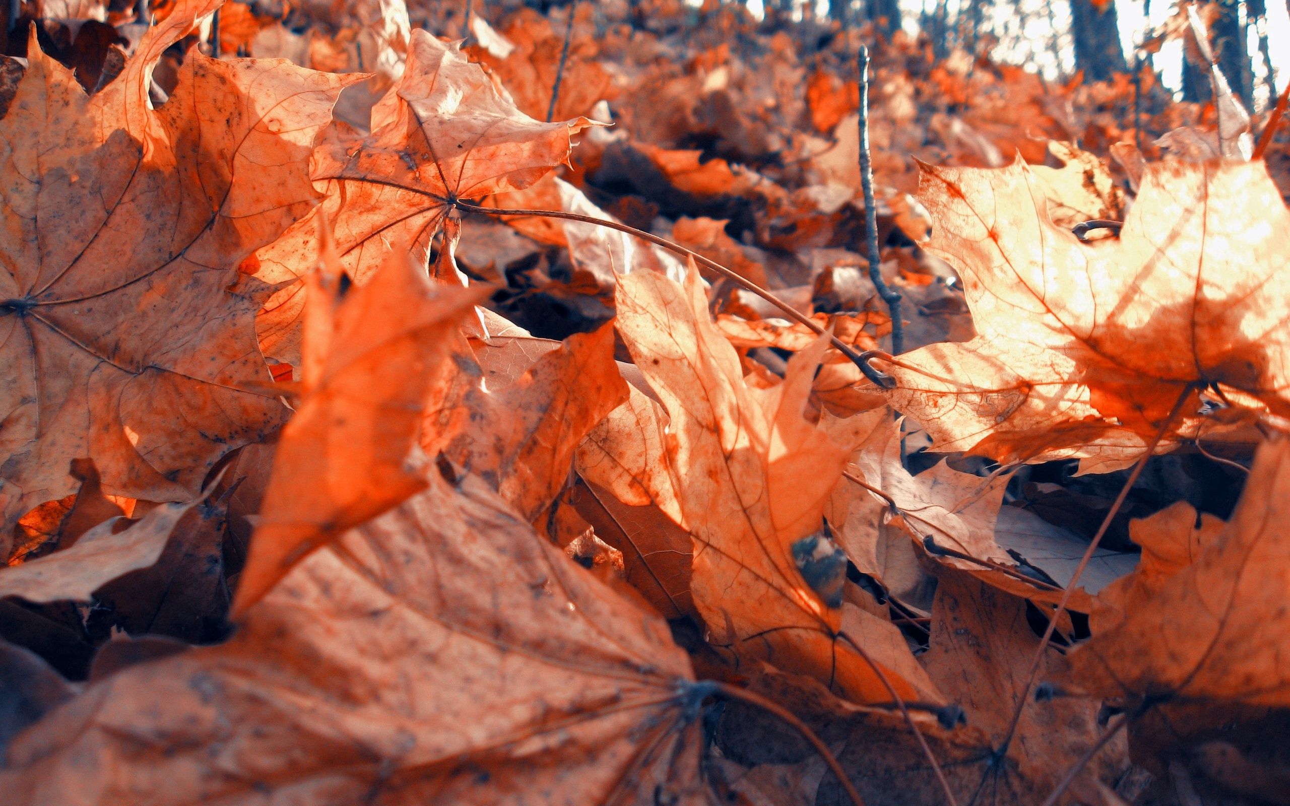 maple, autumn, foliage, macro, dry Full HD