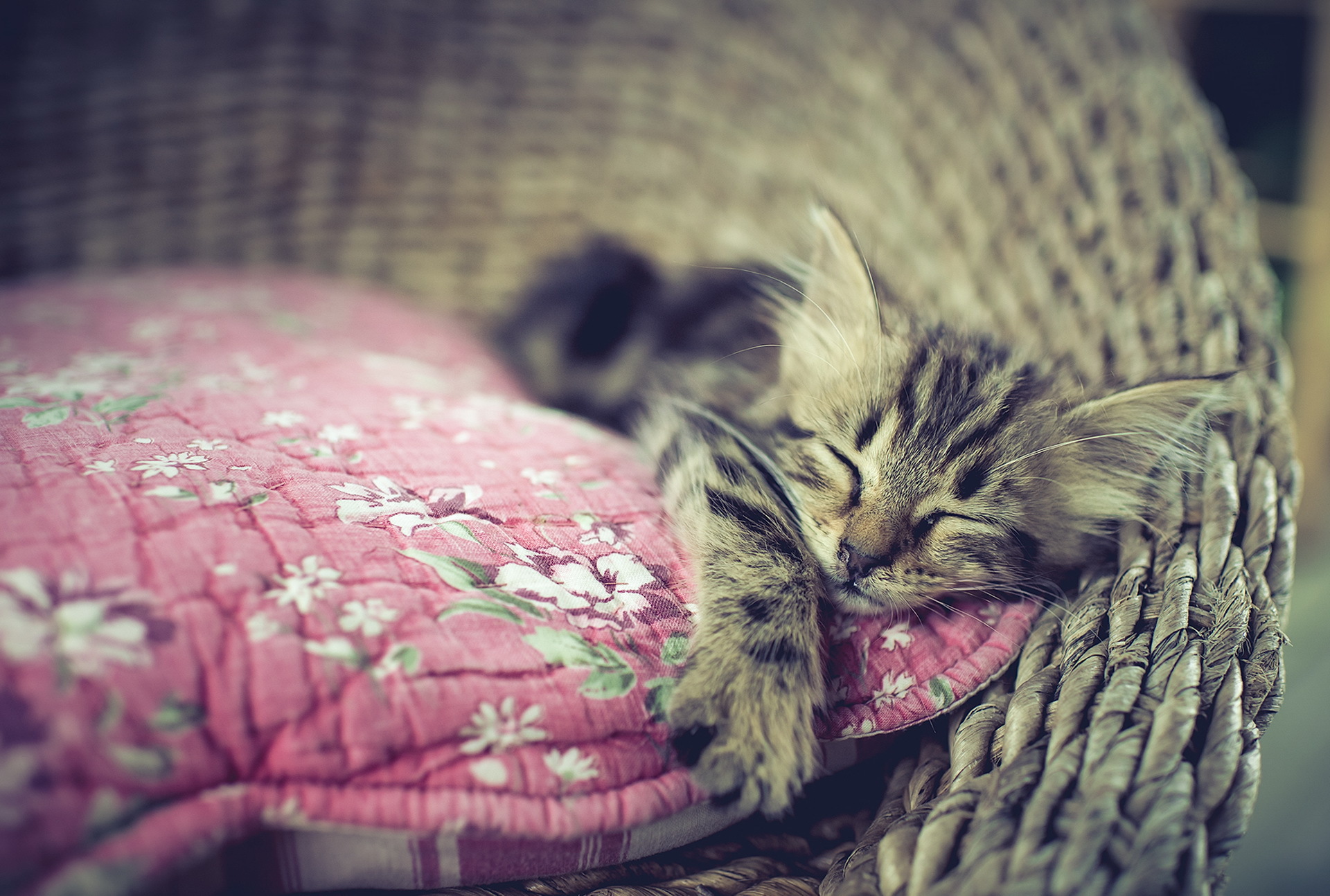 Фото спящего кота красивое