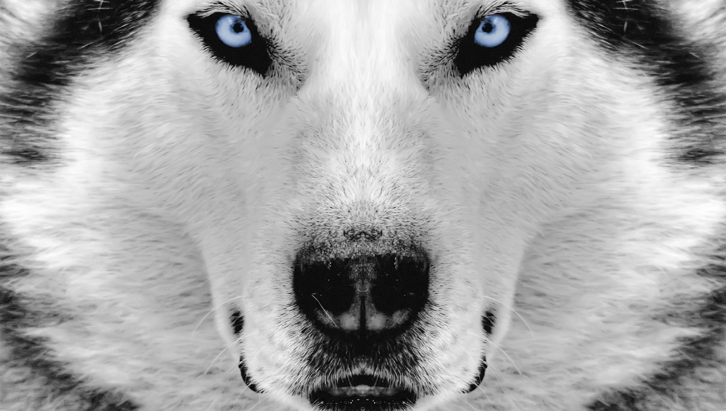 Белый волк с голубыми глазами