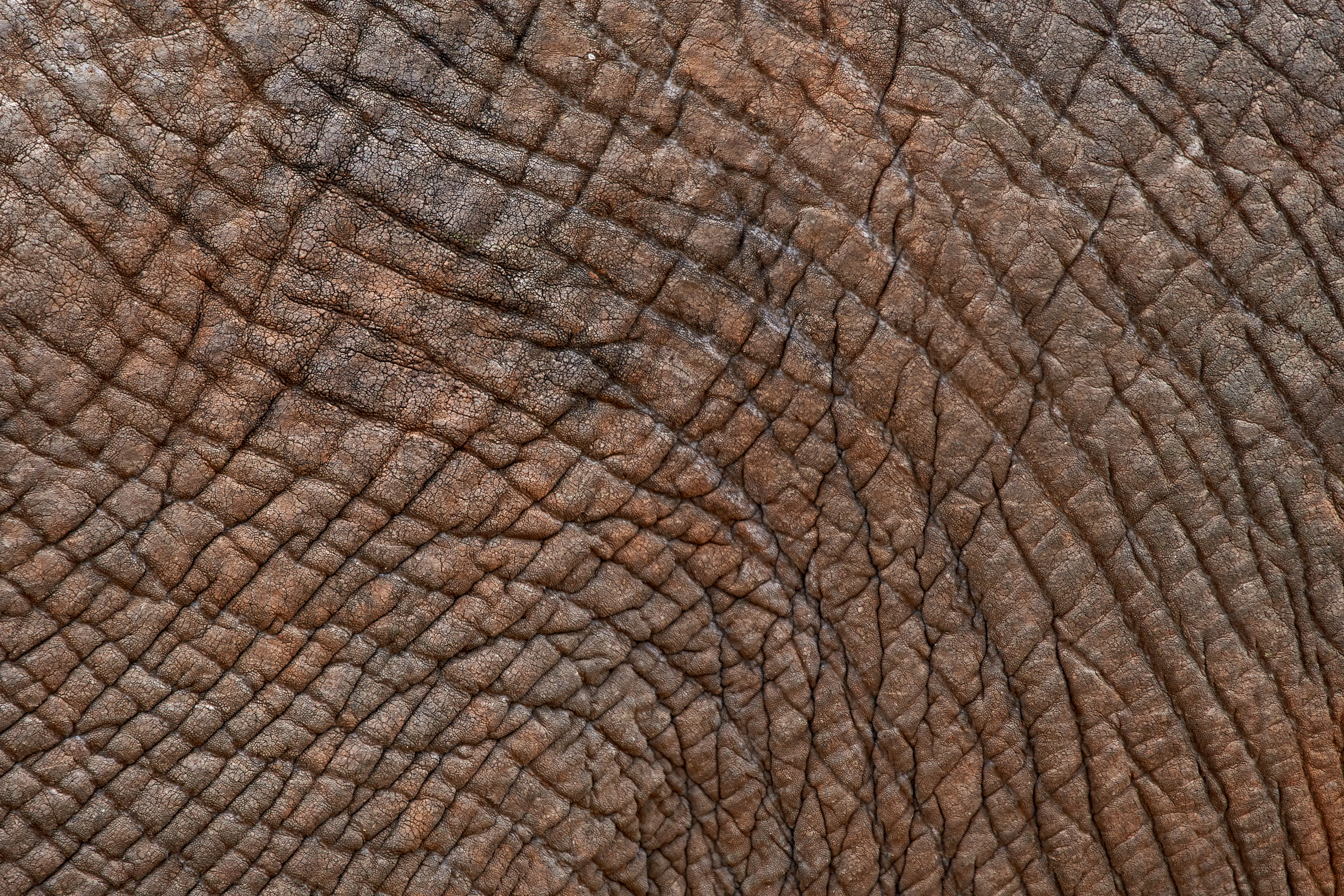 folds, skin, texture, textures, surface, pleating, leather, wrinkles
