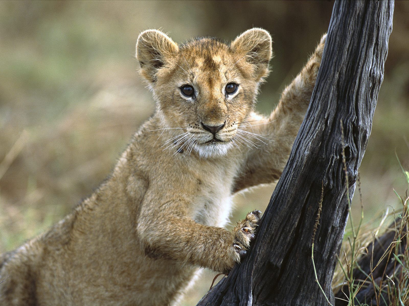 lion cub, animals, young, lion, stroll, kid, tot, joey