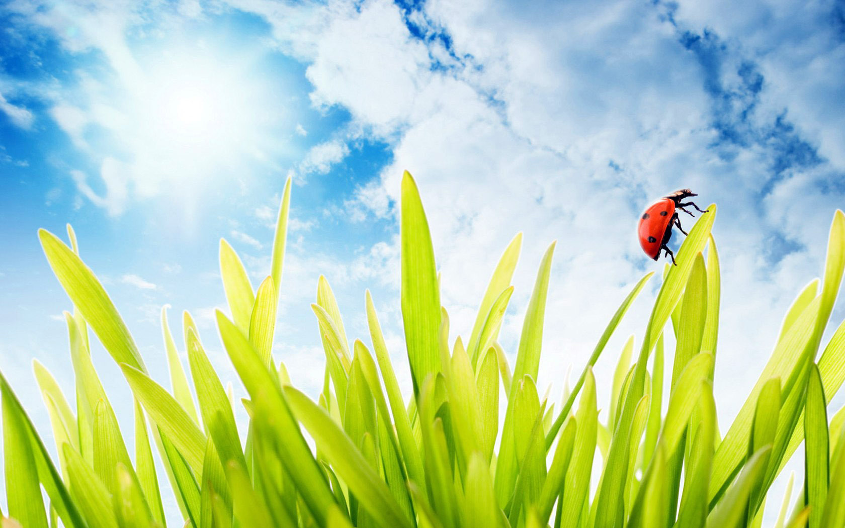 Download mobile wallpaper Grass, Sky, Ladybugs, Plants, Insects for free.