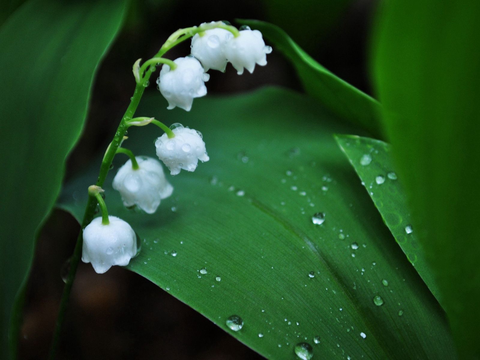 dew, morning, flower, flowers, leaves, drops, lily of the valley, bell Full HD