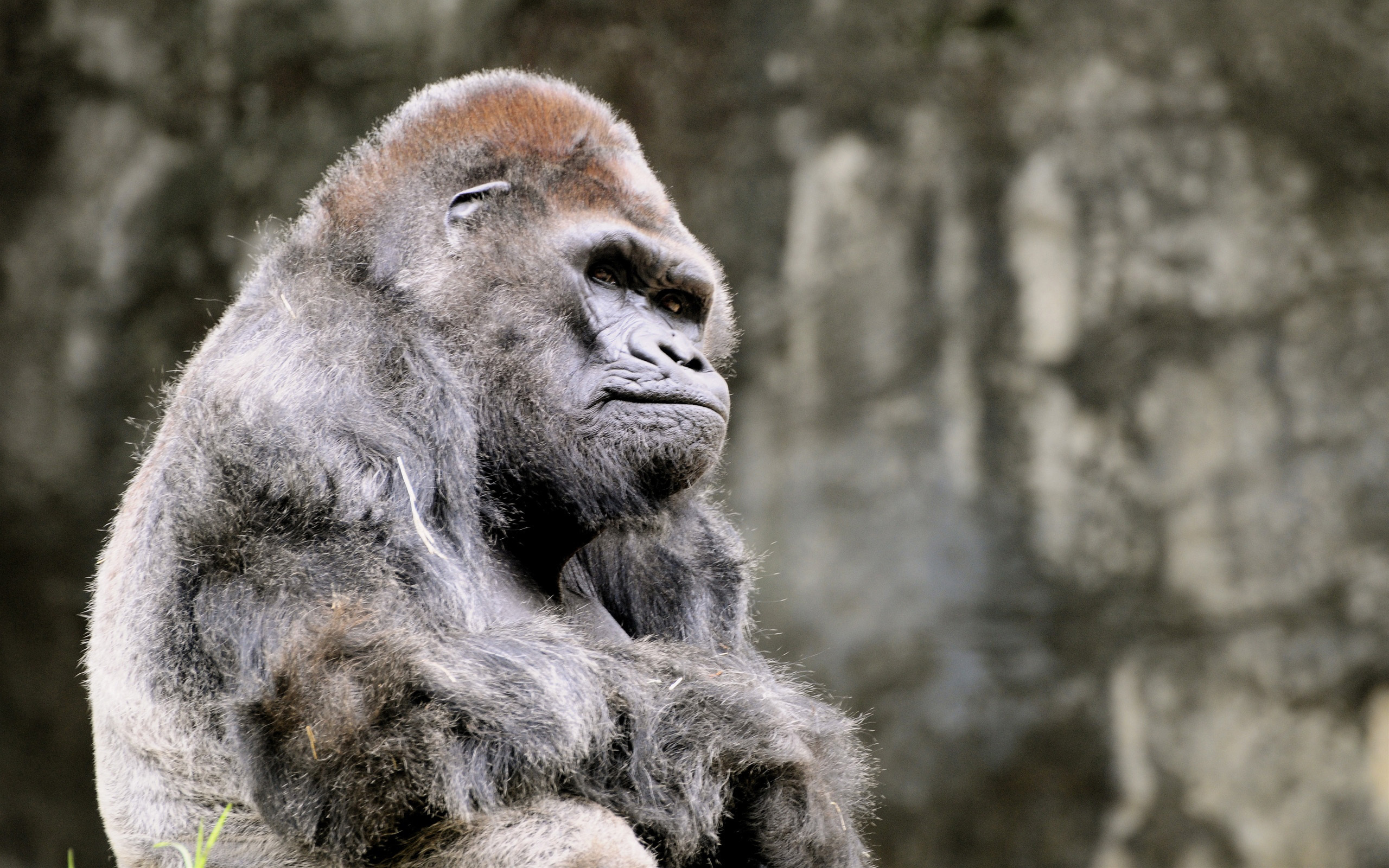 208723 скачать картинку горилла, животные, обезьяны - обои и заставки бесплатно