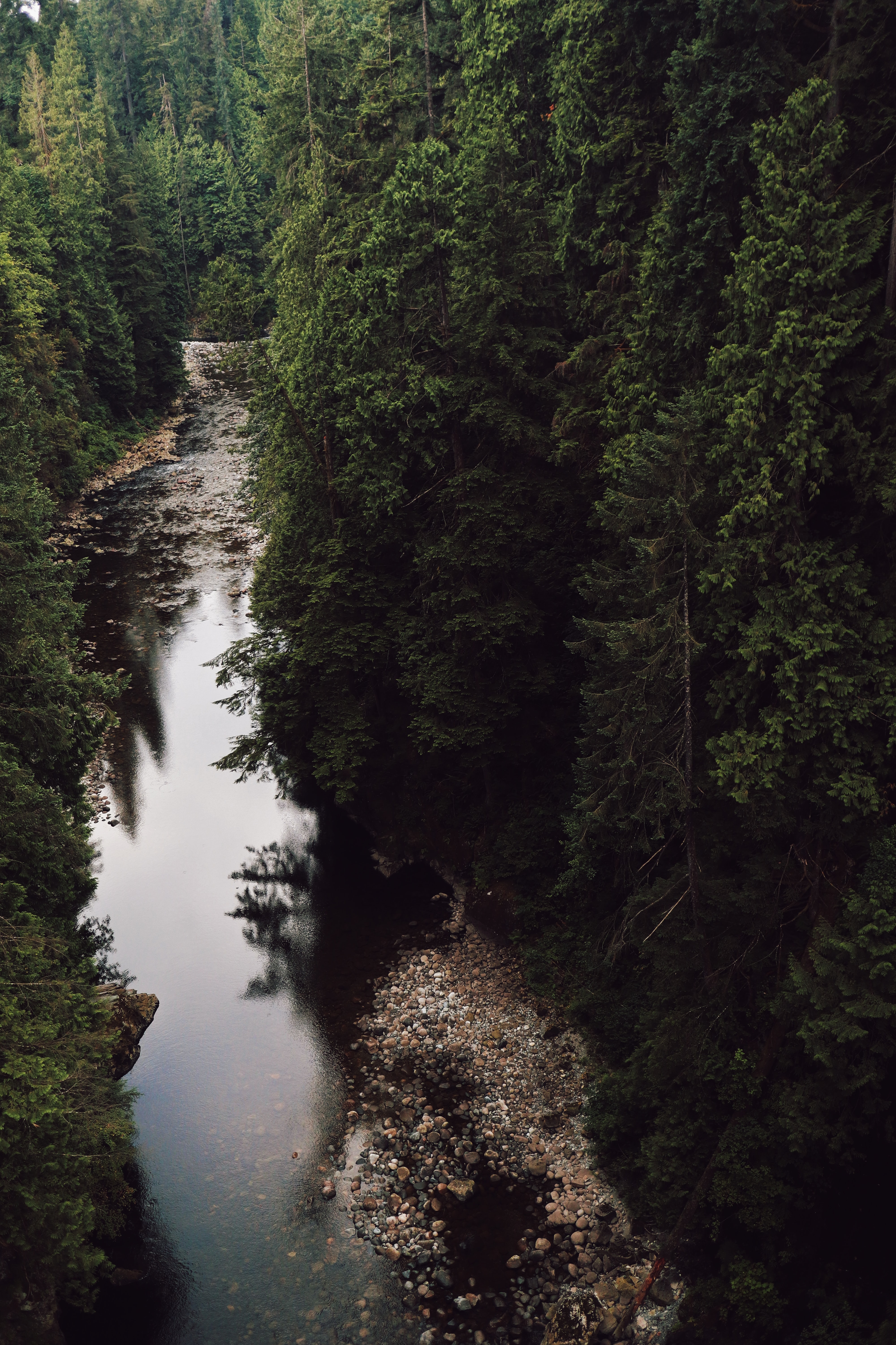 nature, rivers, trees, stones, forest, spruce, fir desktop HD wallpaper