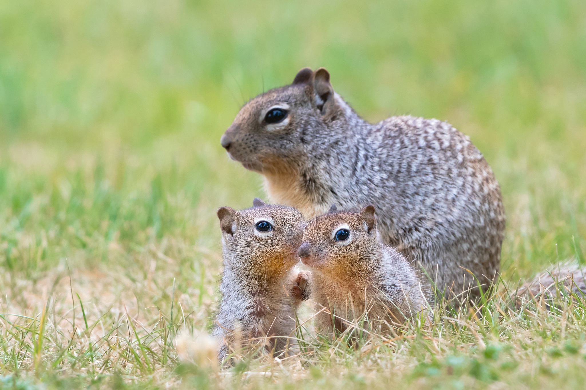 animal, gopher, baby animal, rodent images
