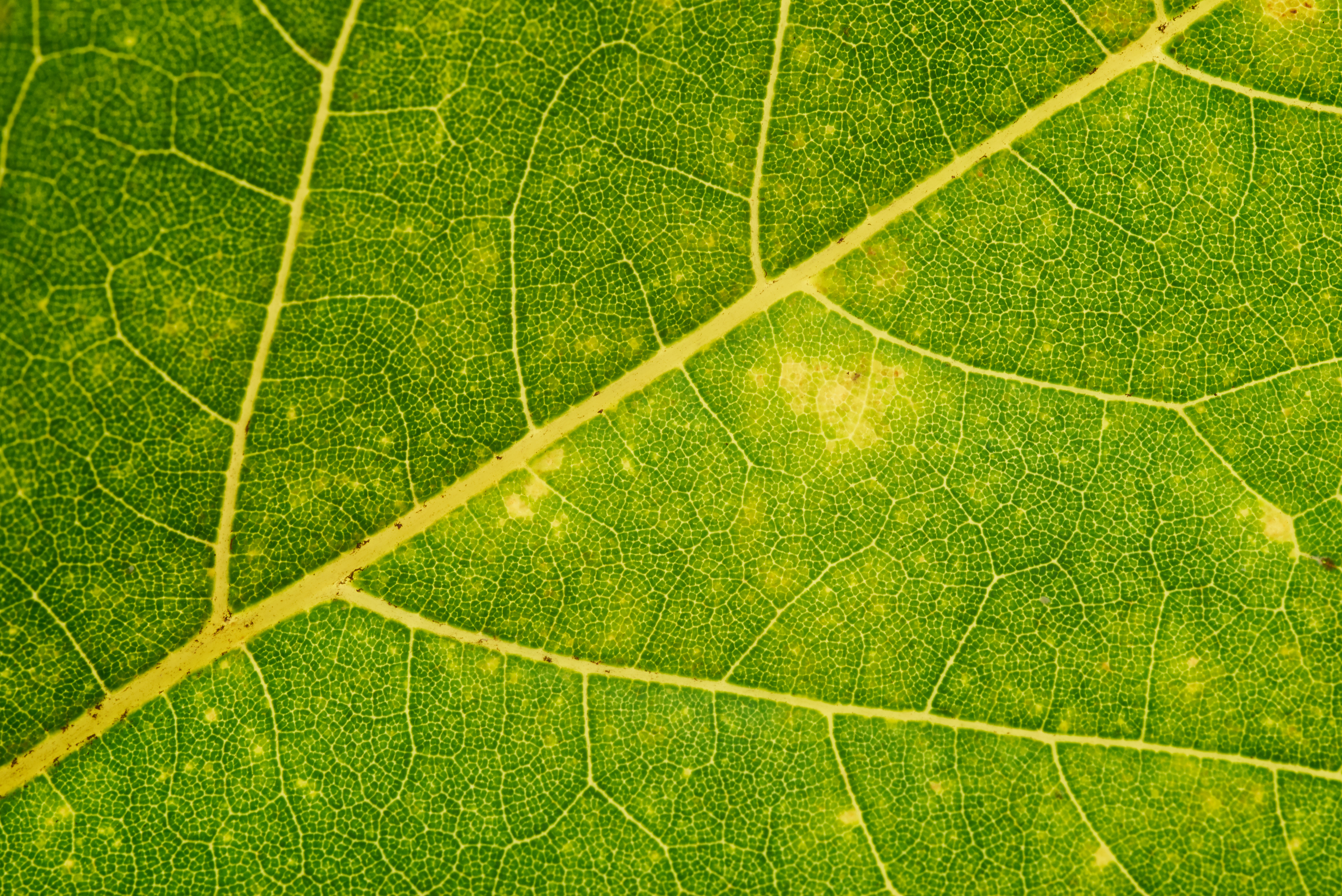 plant, green, macro, sheet, leaf, veins