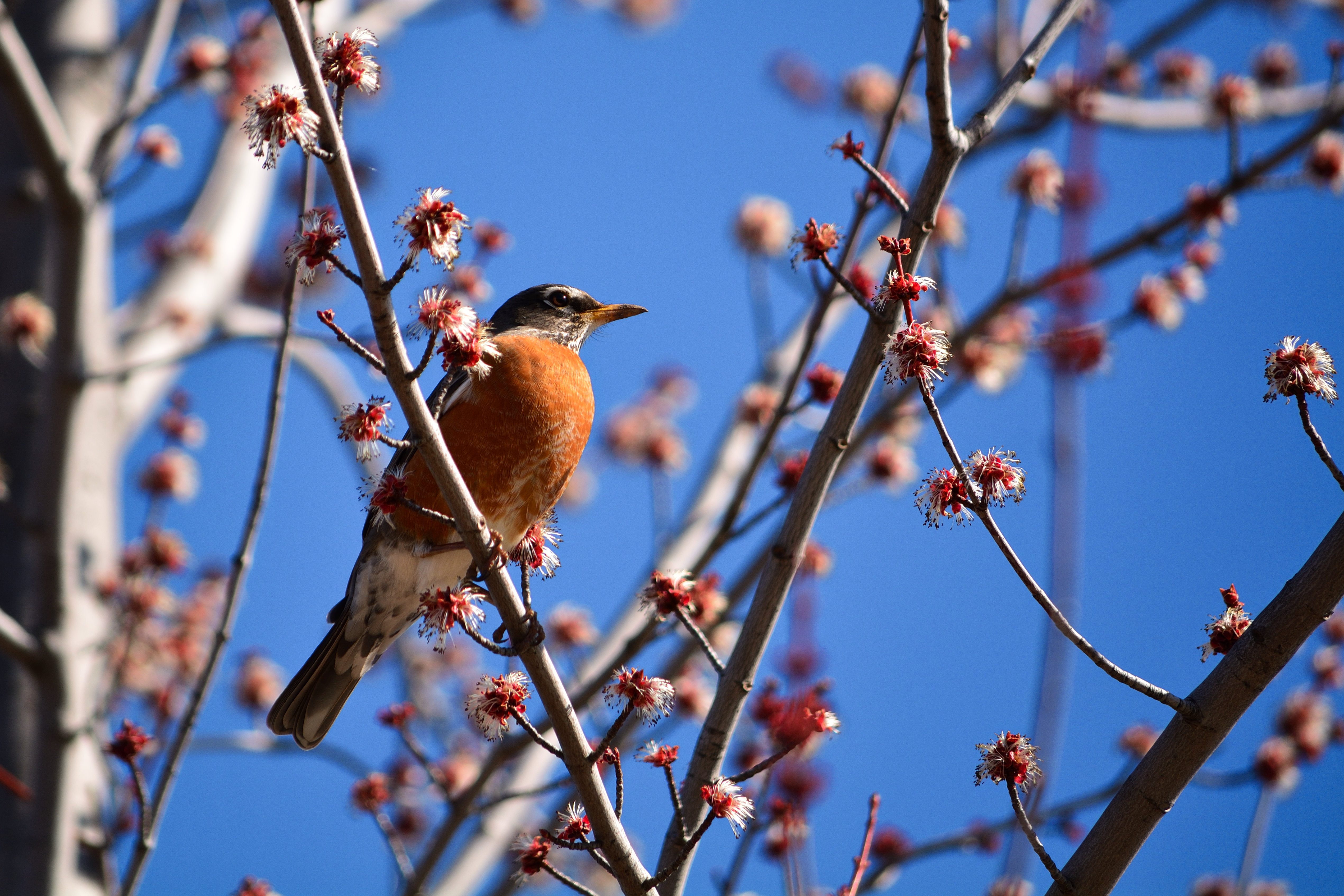 Download PC Wallpaper flowering, animals, bird, branches, bloom