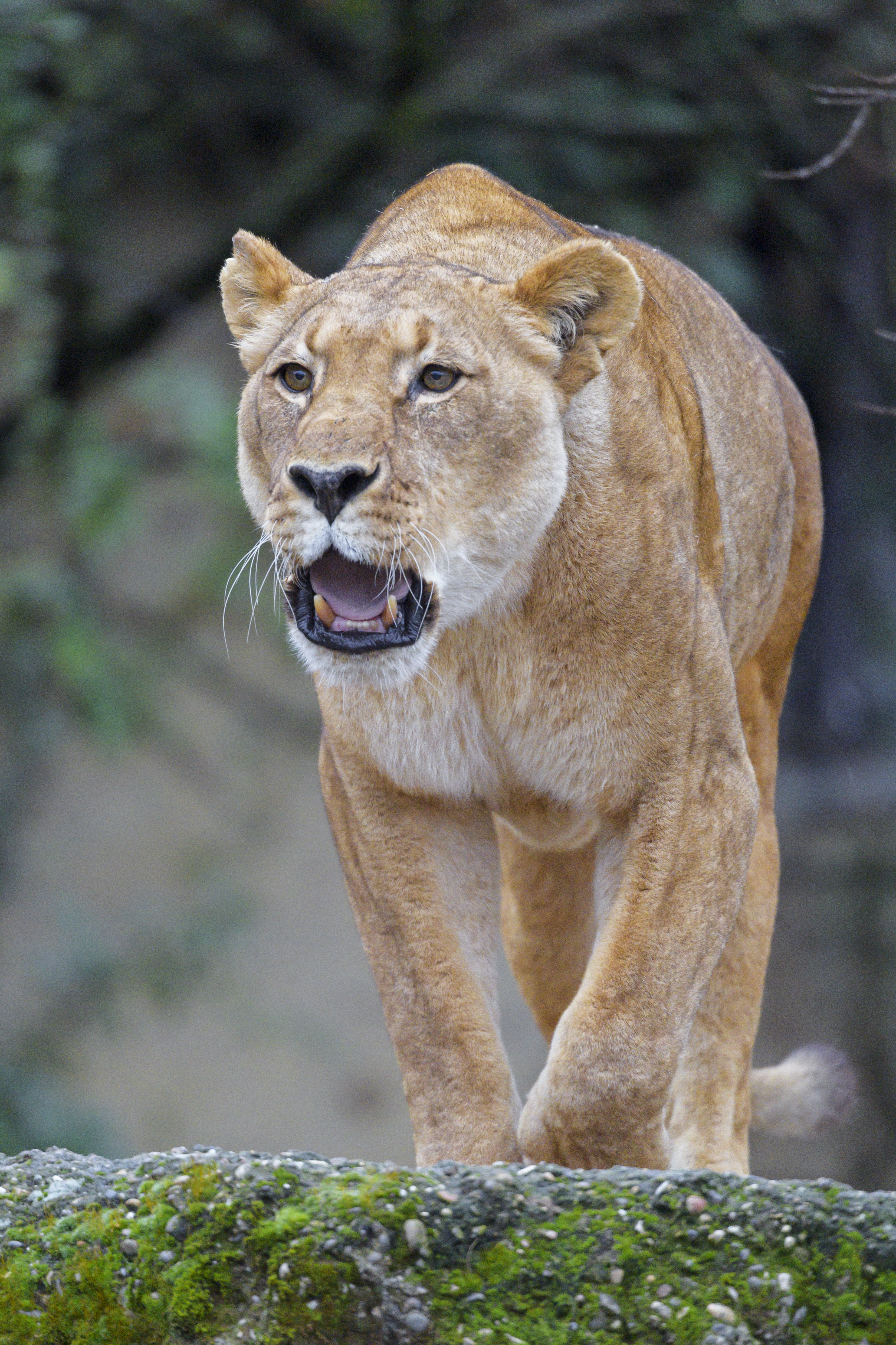 Free download wallpaper Predator, Lioness, Roar, Animals, Big Cat, Lion on your PC desktop