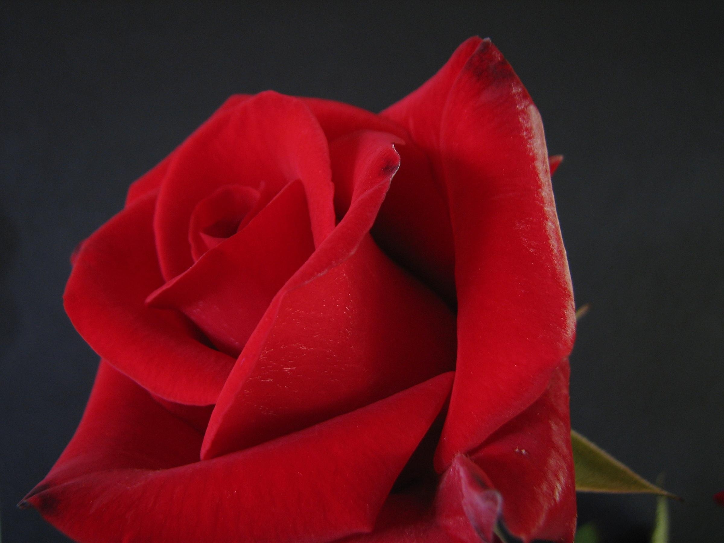 Красные бутоны зейнеп. Бутон красной розы. Красные цветы на заставку телефона. Маленький бутон красной розы. Красные цветы обои.