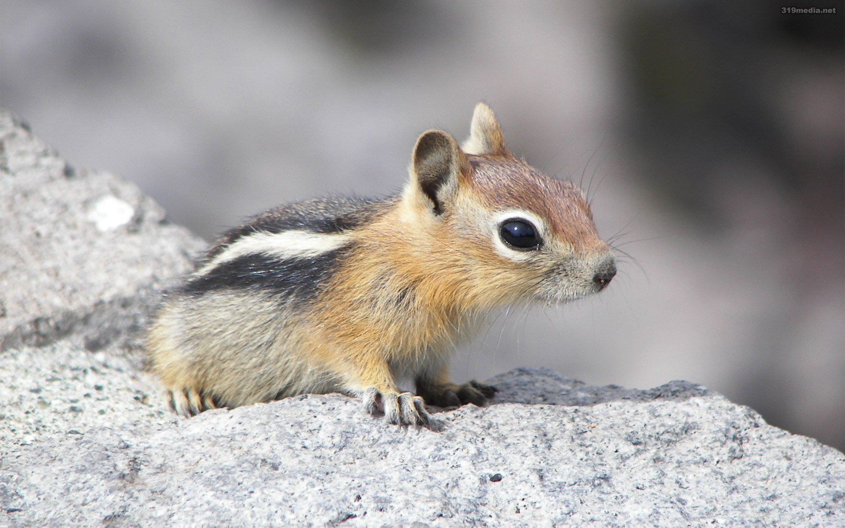 animal, chipmunk, cute for android